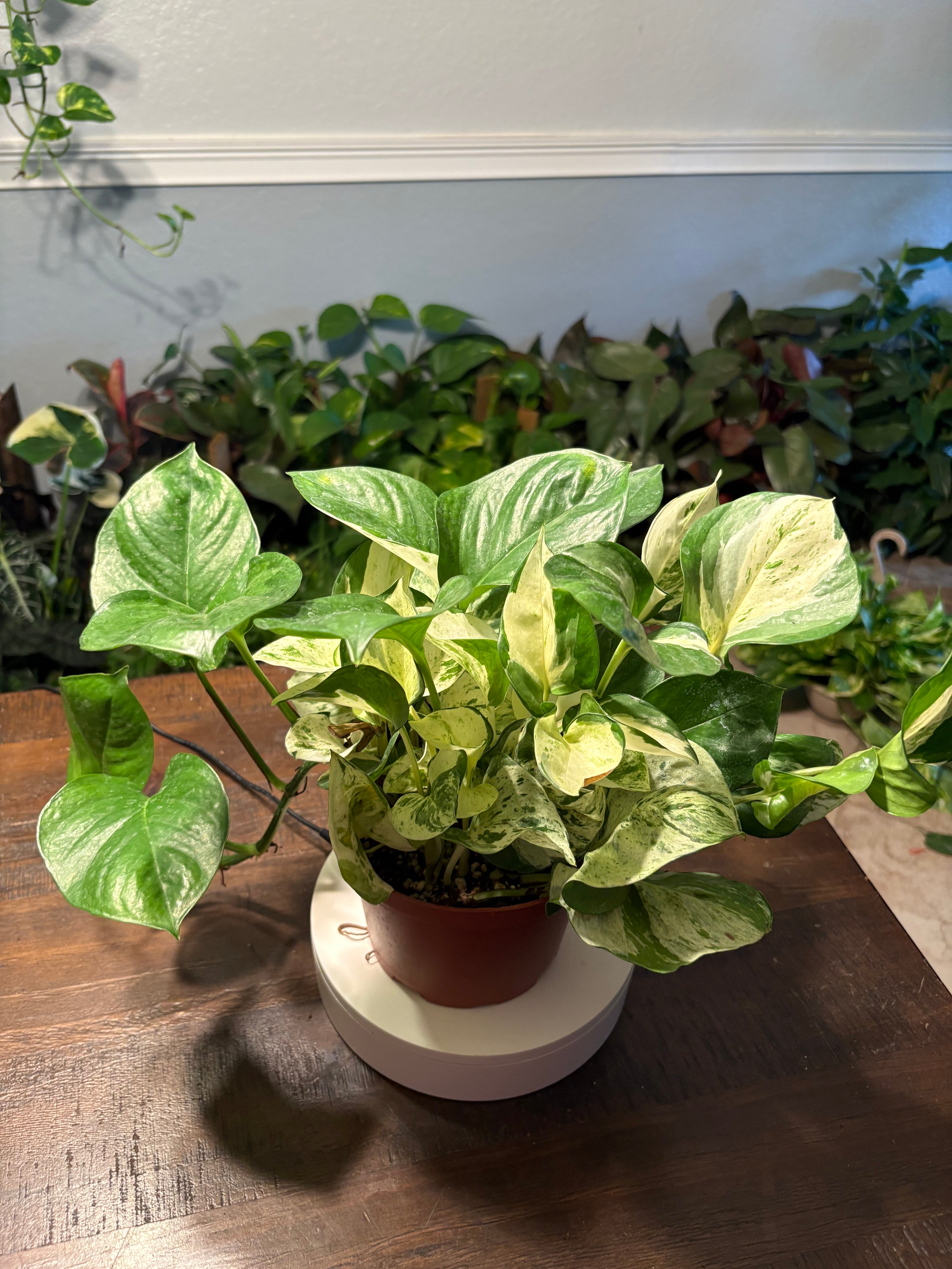 Manjula Pothos 6 inch