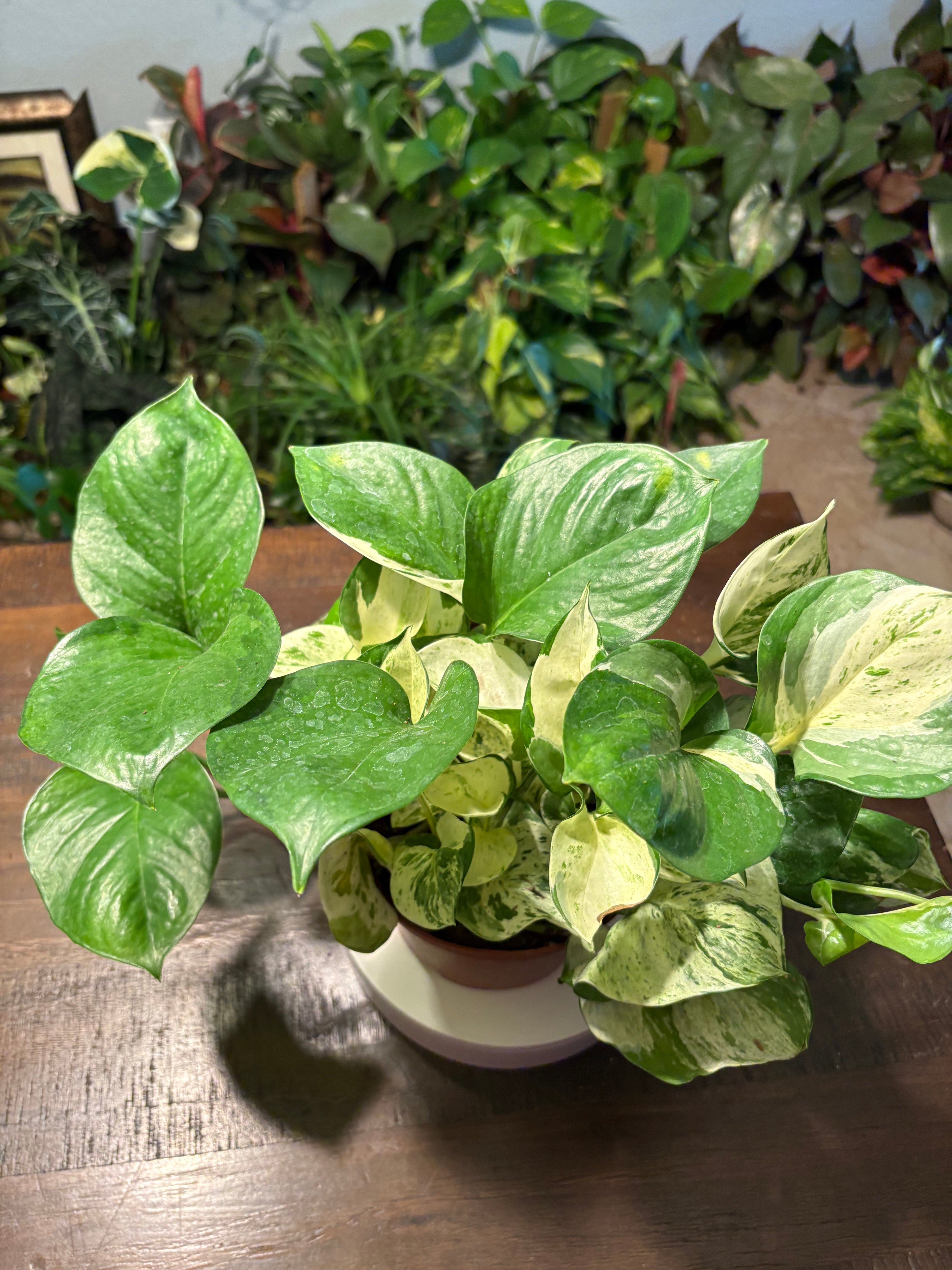 Manjula Pothos 6 inch
