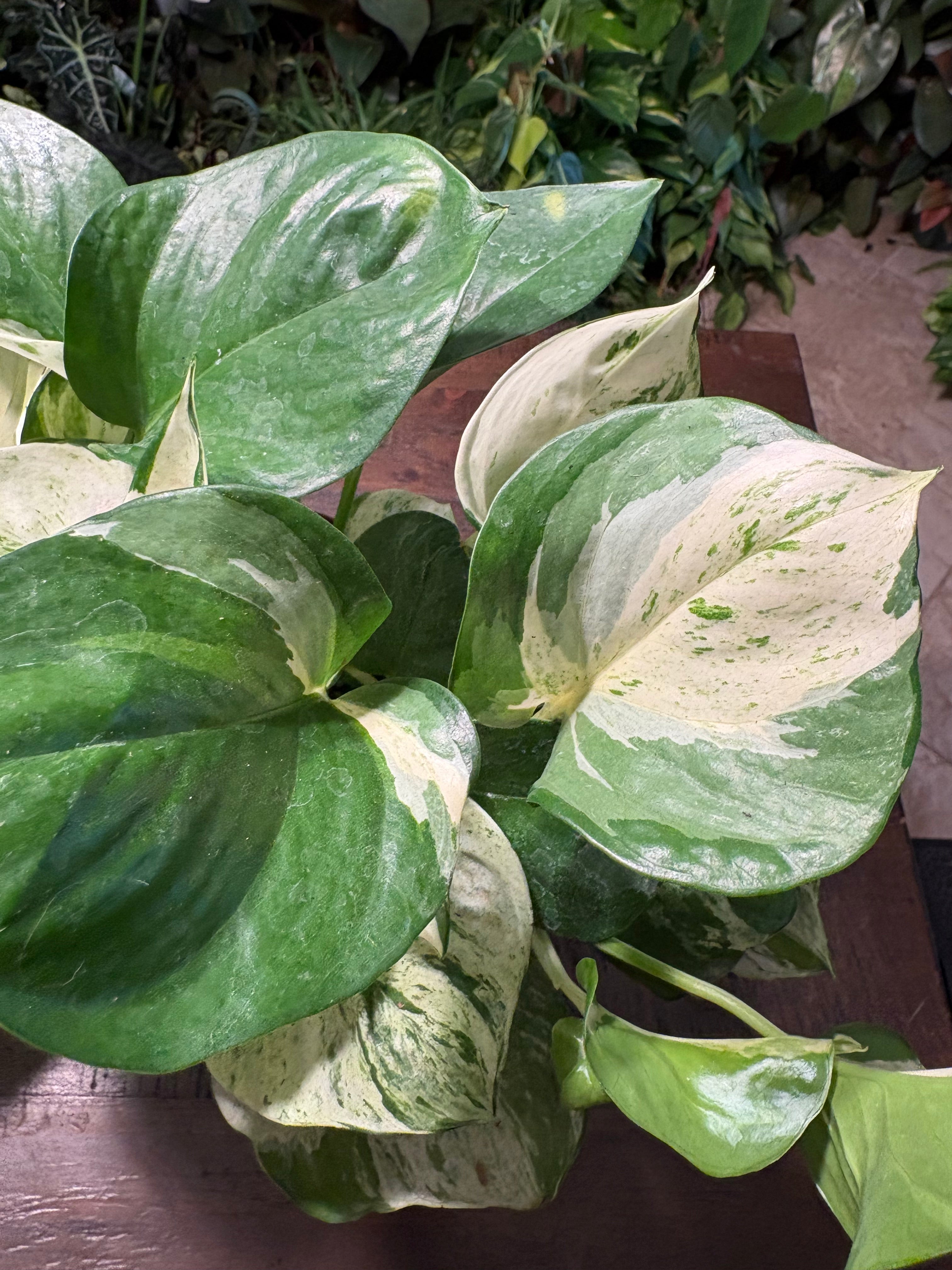 Manjula Pothos 6 inch