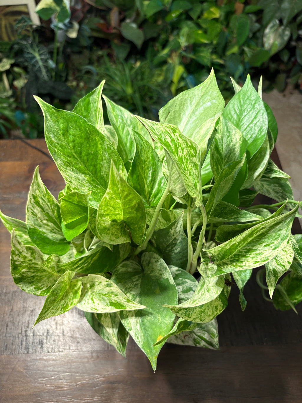 Pothos Marble Queen 6 inch