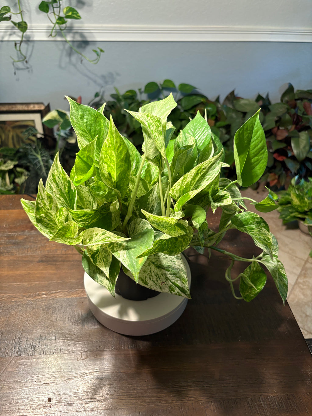 Pothos Marble Queen 6 inch