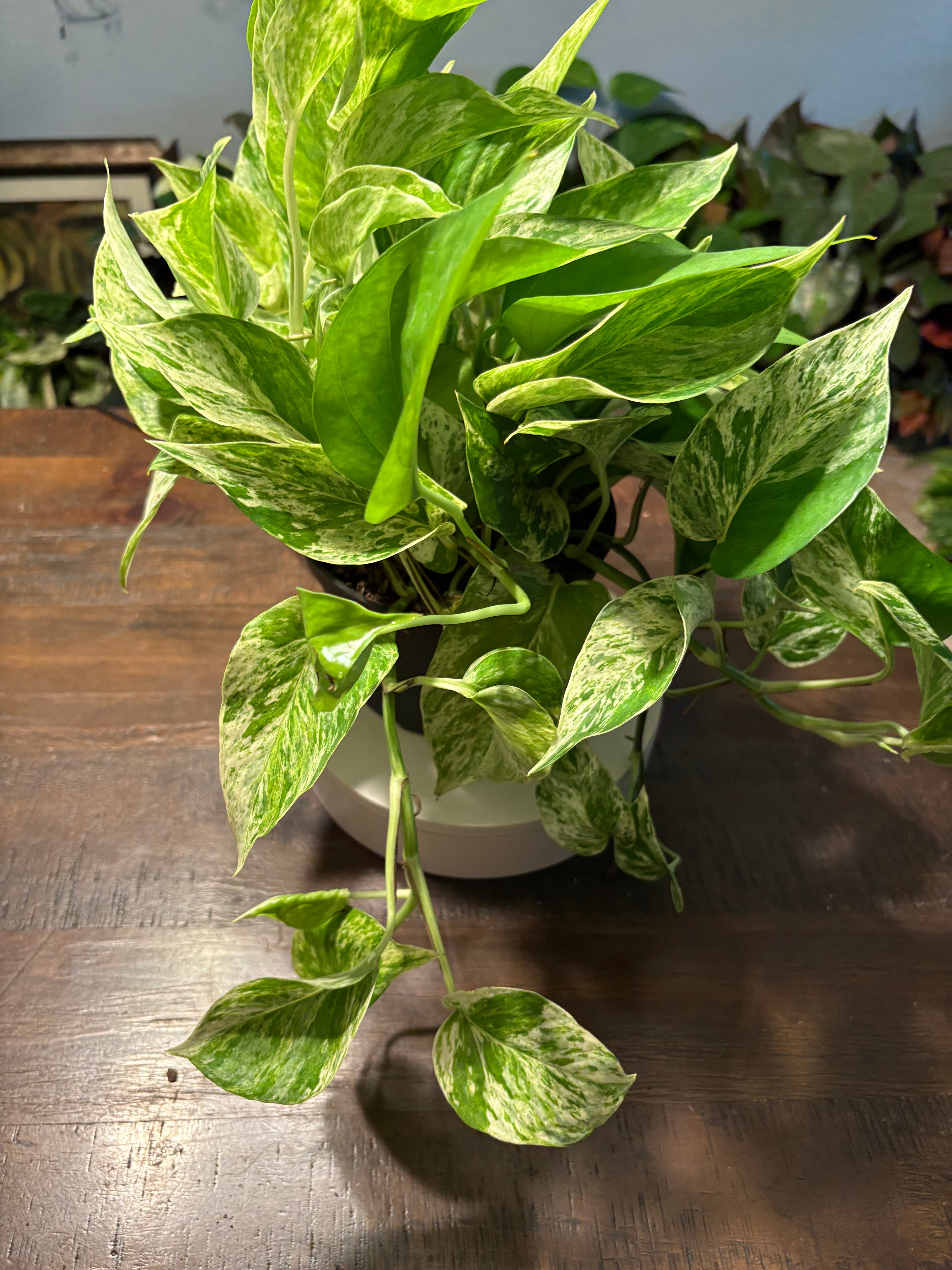 Pothos Marble Queen 6 inch