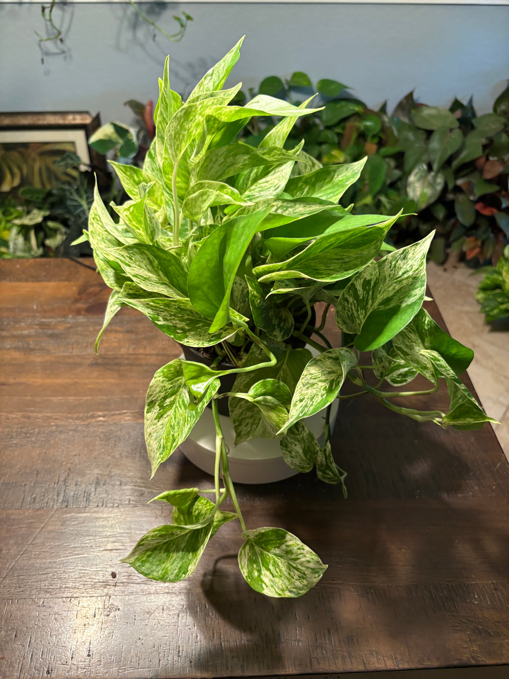 Pothos Marble Queen 6 inch