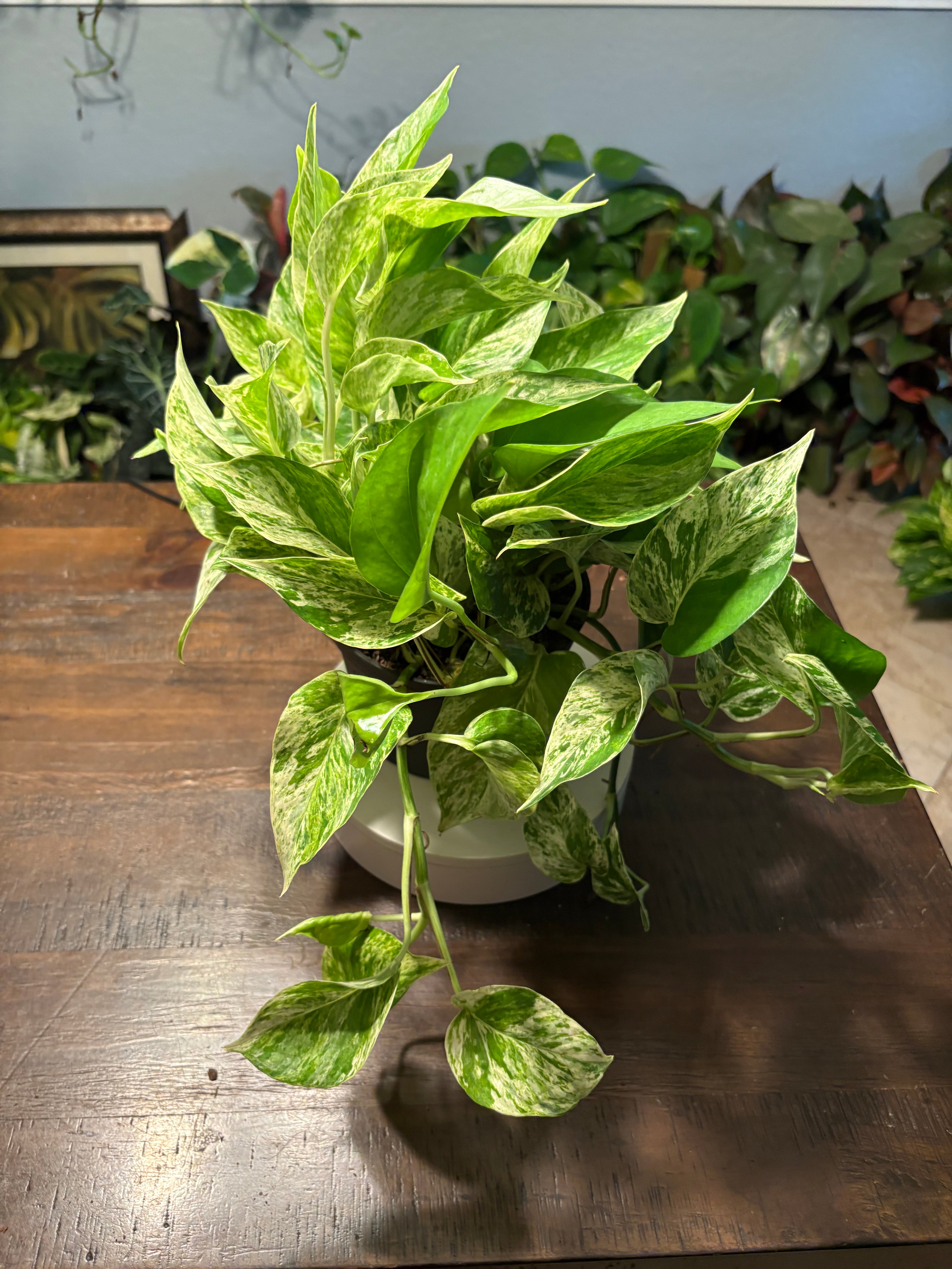 Pothos Marble Queen 6 inch