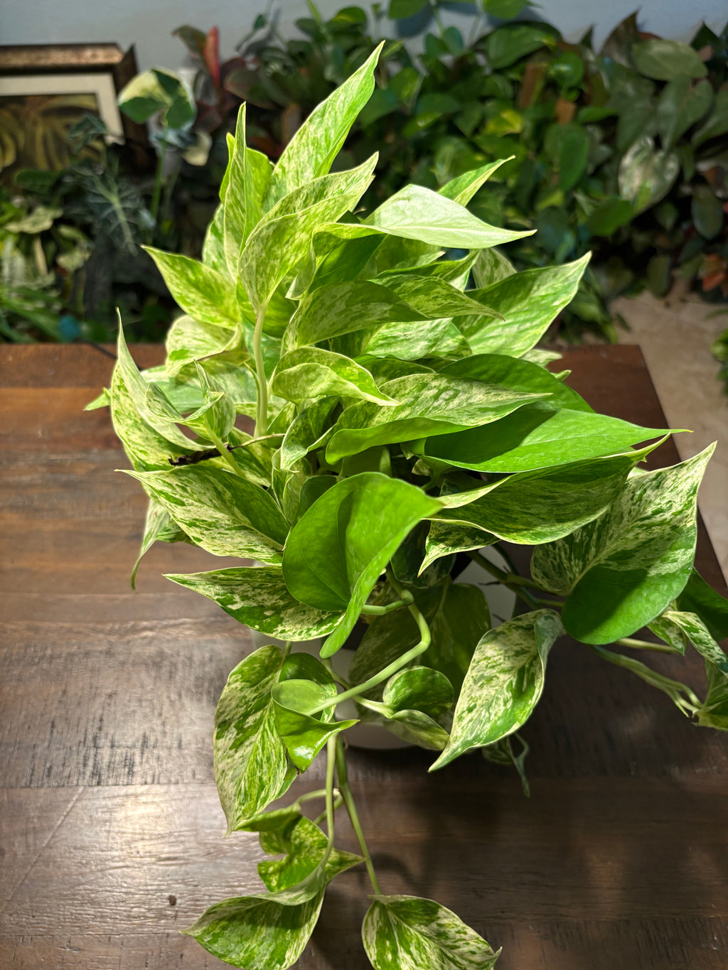 Pothos Marble Queen 6 inch