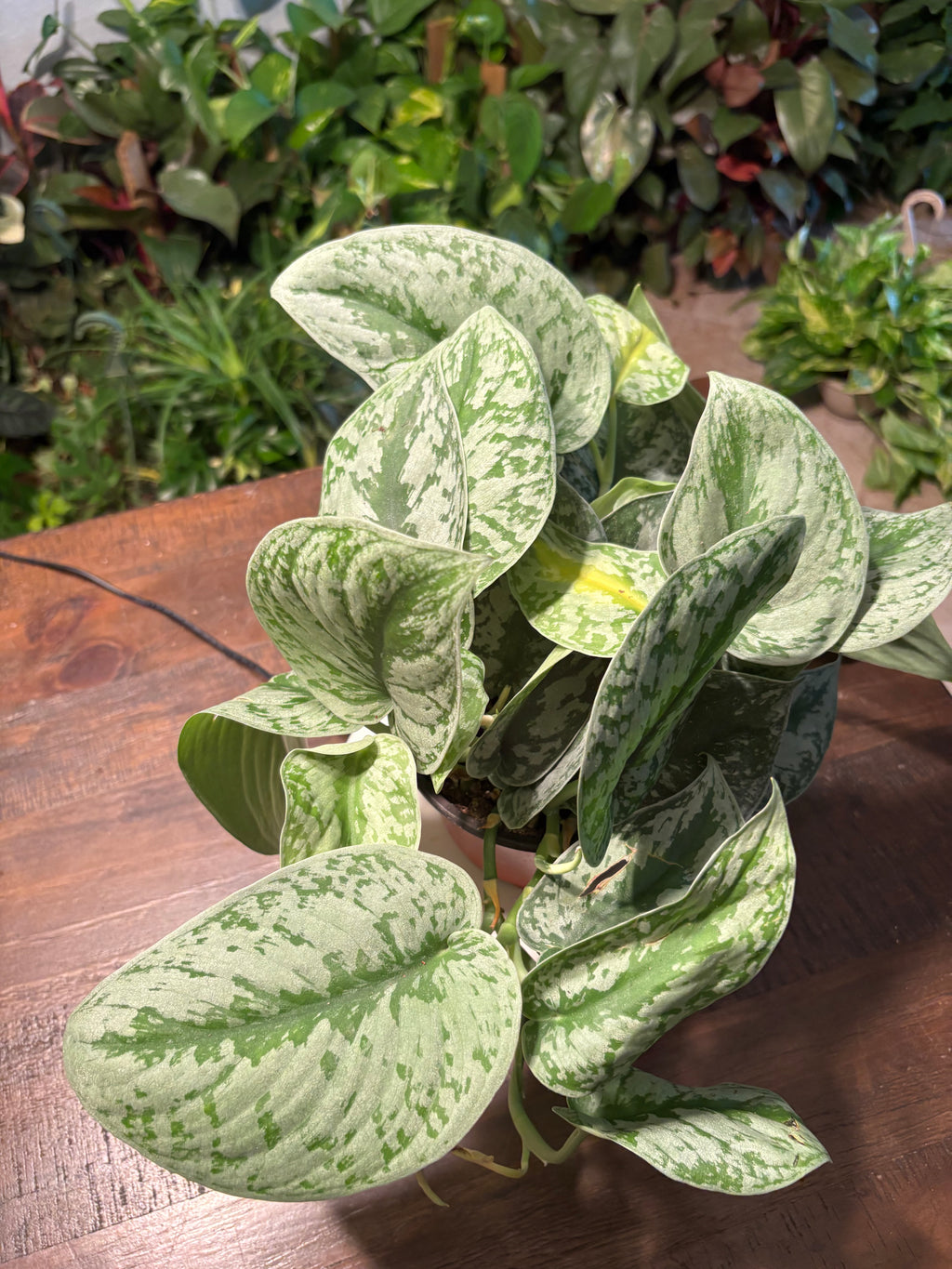 Satin Pothos Scindapsus 6 inch