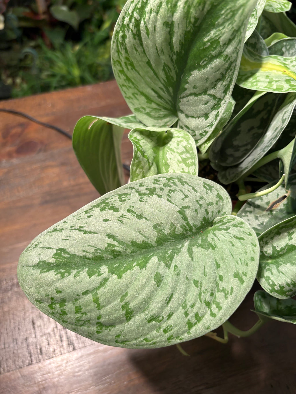 Satin Pothos Scindapsus 6 inch