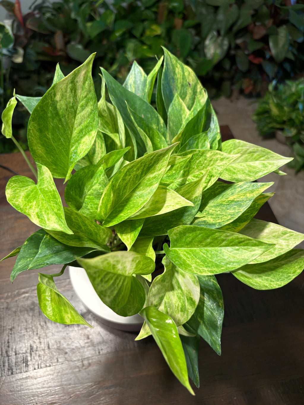Neon Queen Pothos 6 inch