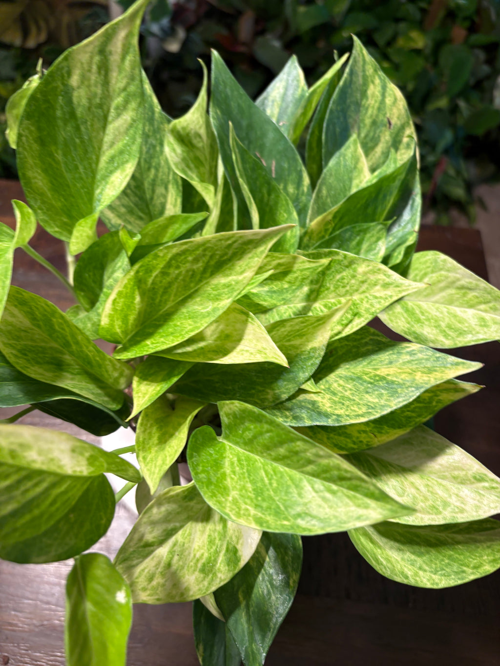 Neon Queen Pothos 6 inch