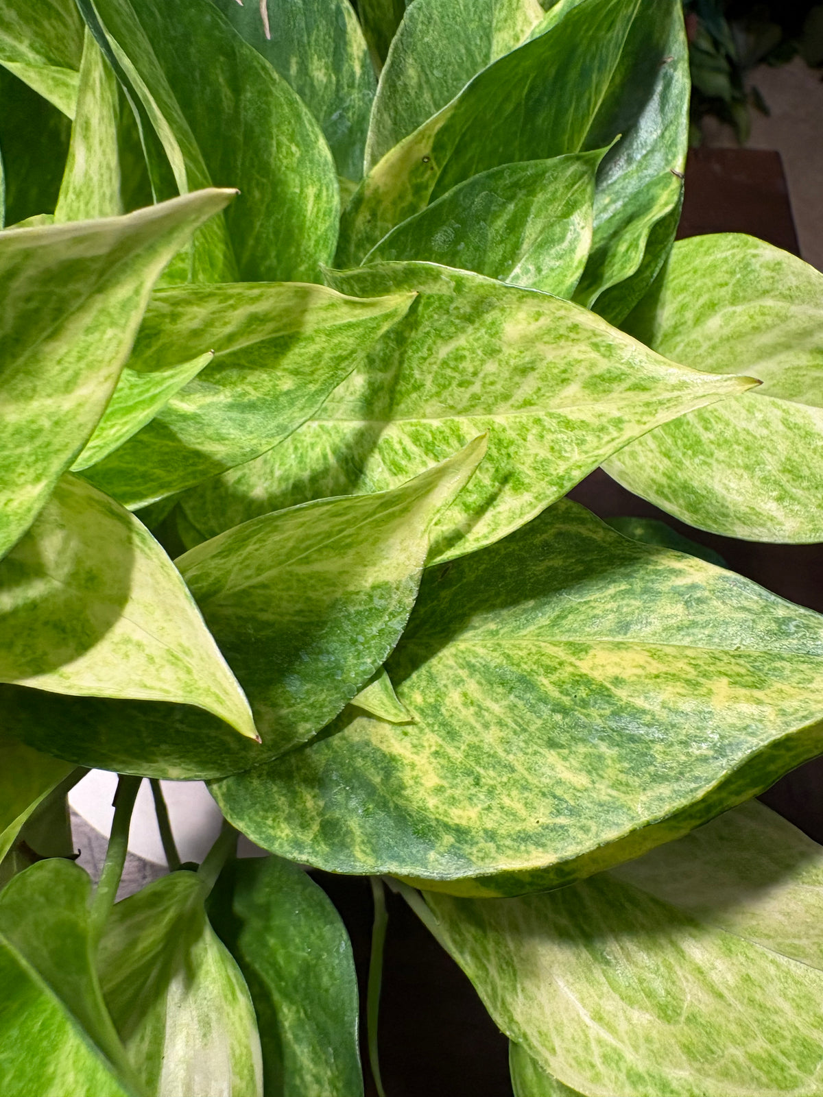 Neon Queen Pothos 6 inch