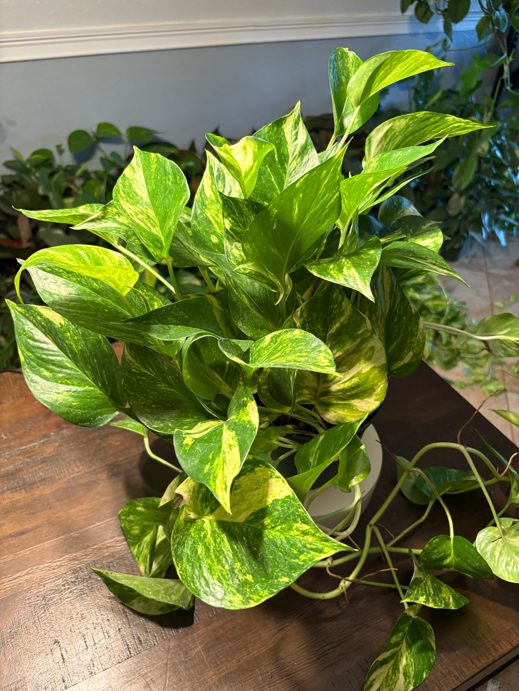 Golden Pothos 6 inch