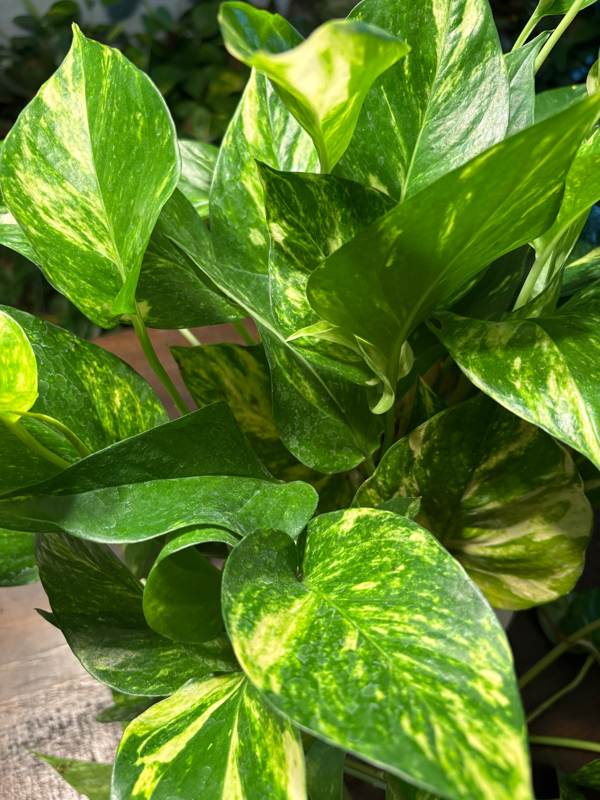 Golden Pothos 6 inch