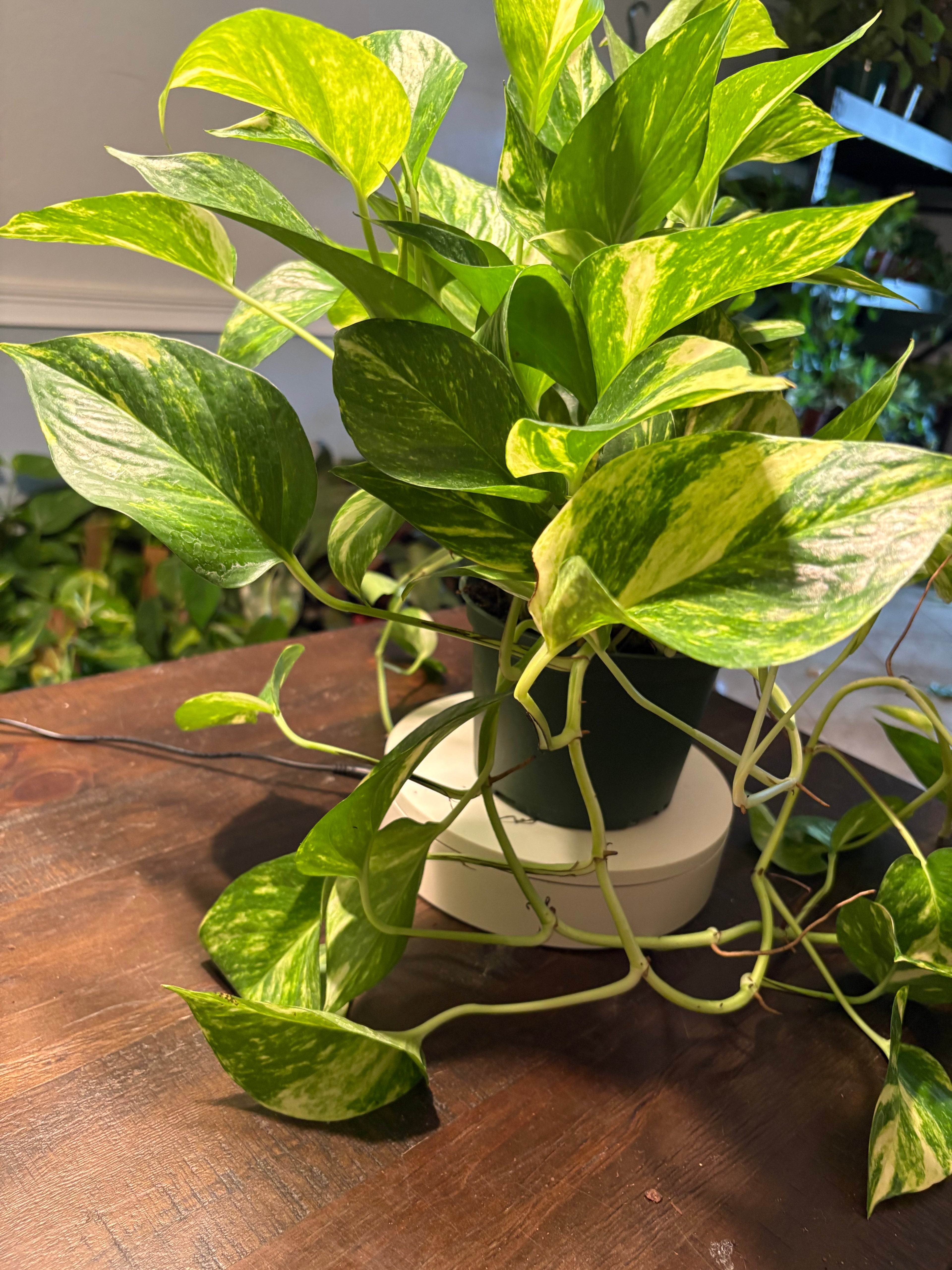 Golden Pothos 6 inch