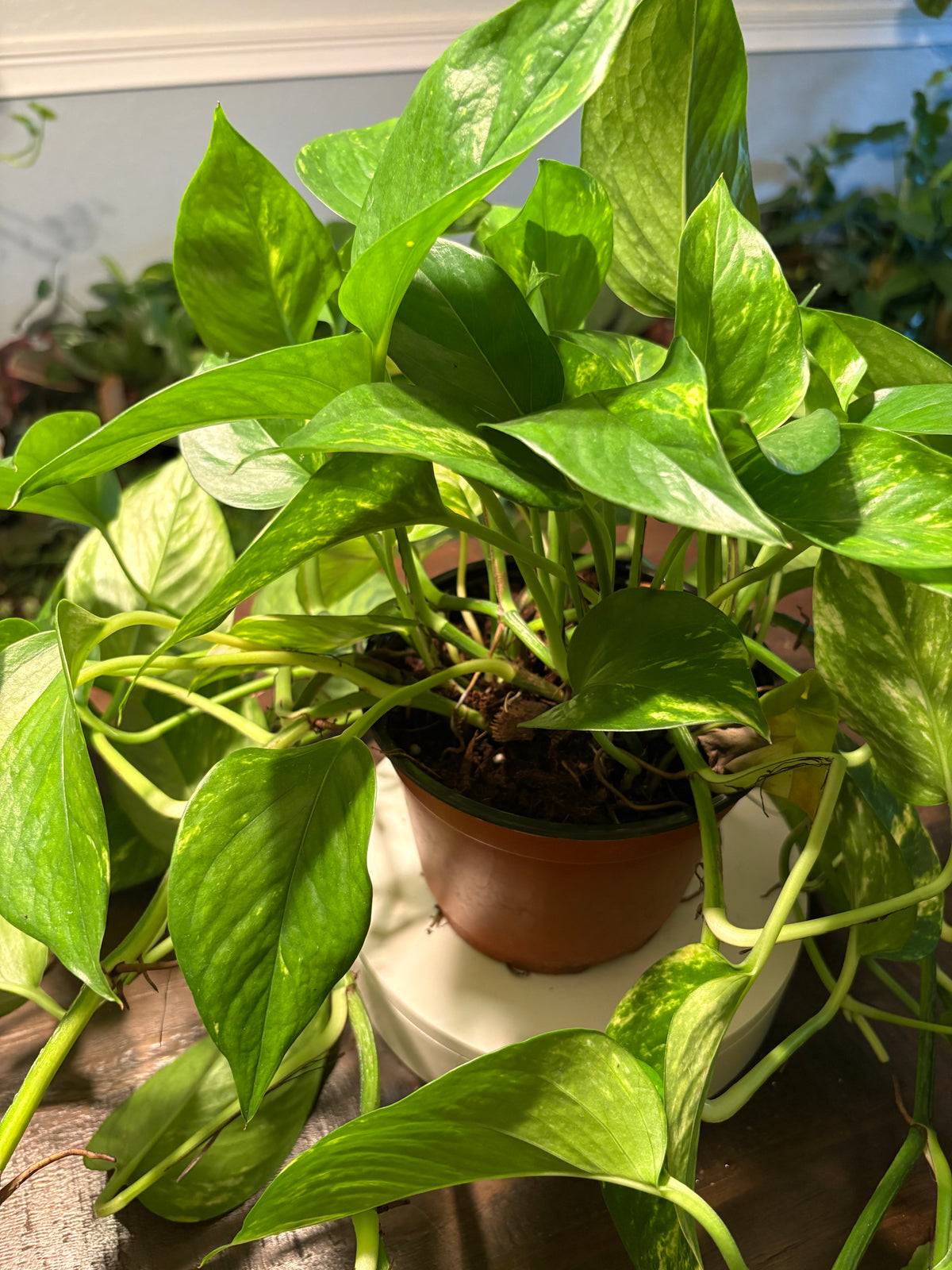 Golden Pothos 6 inch