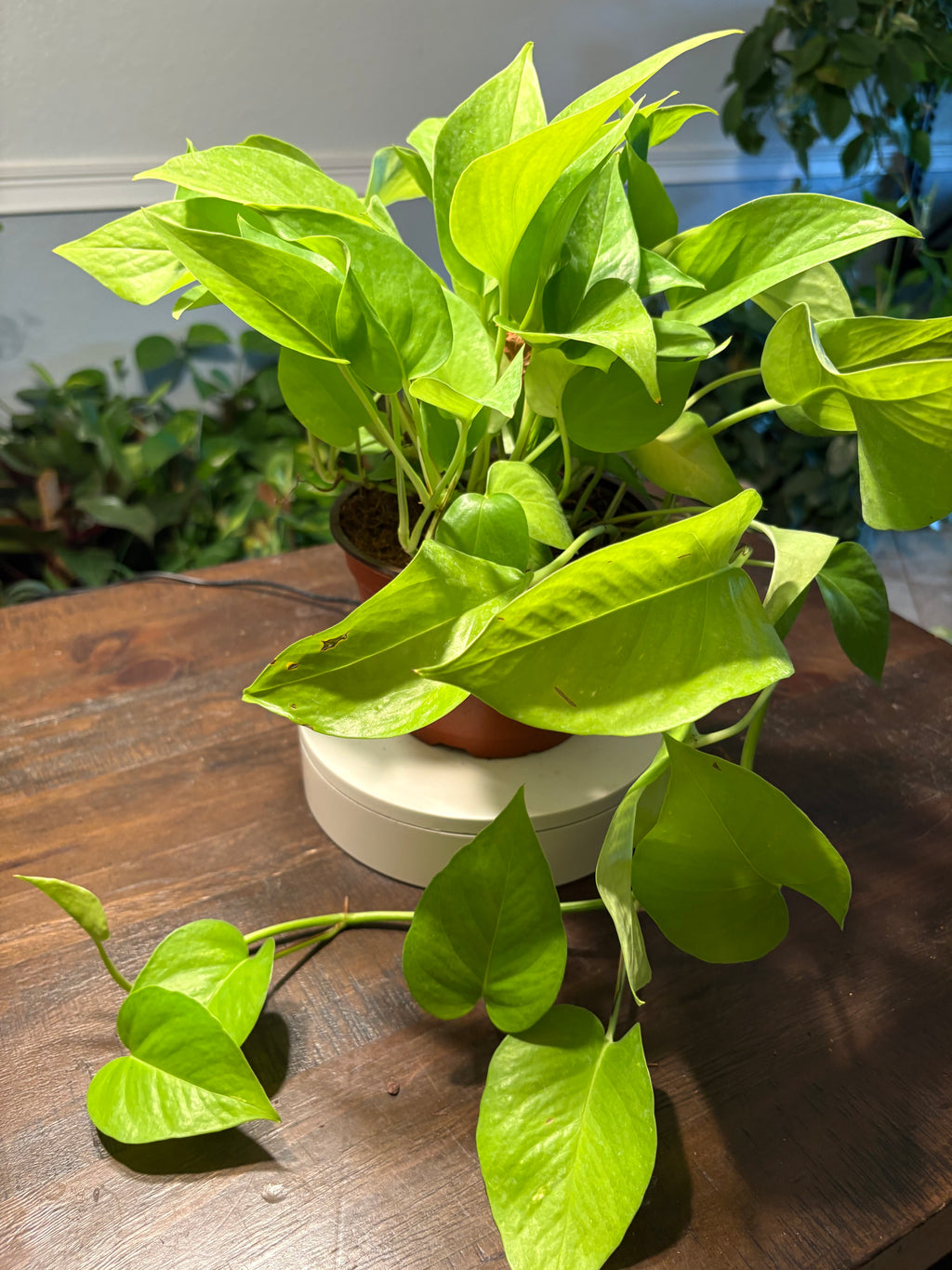Neon Pothos 6 inch