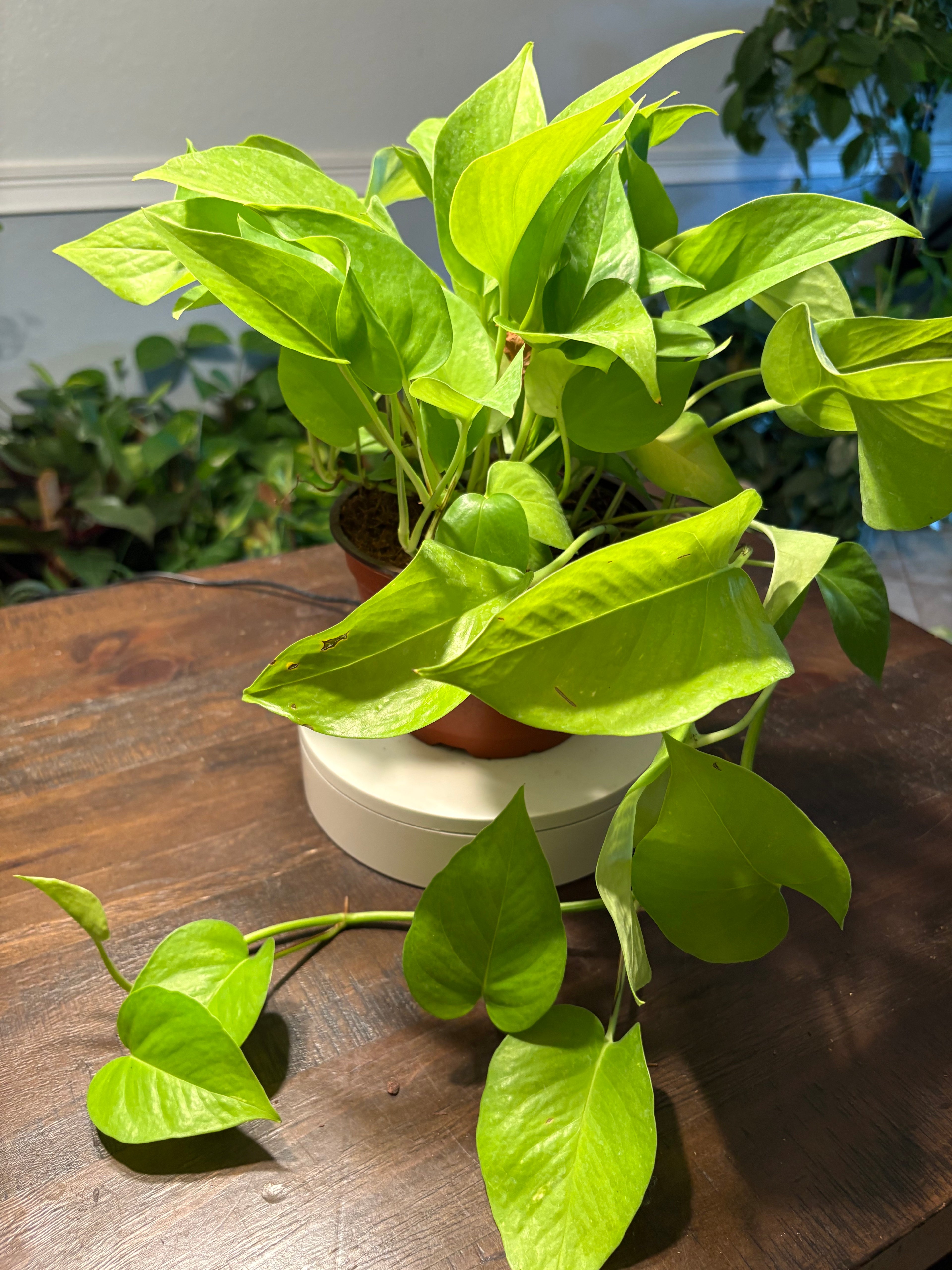 Neon Pothos 6 inch