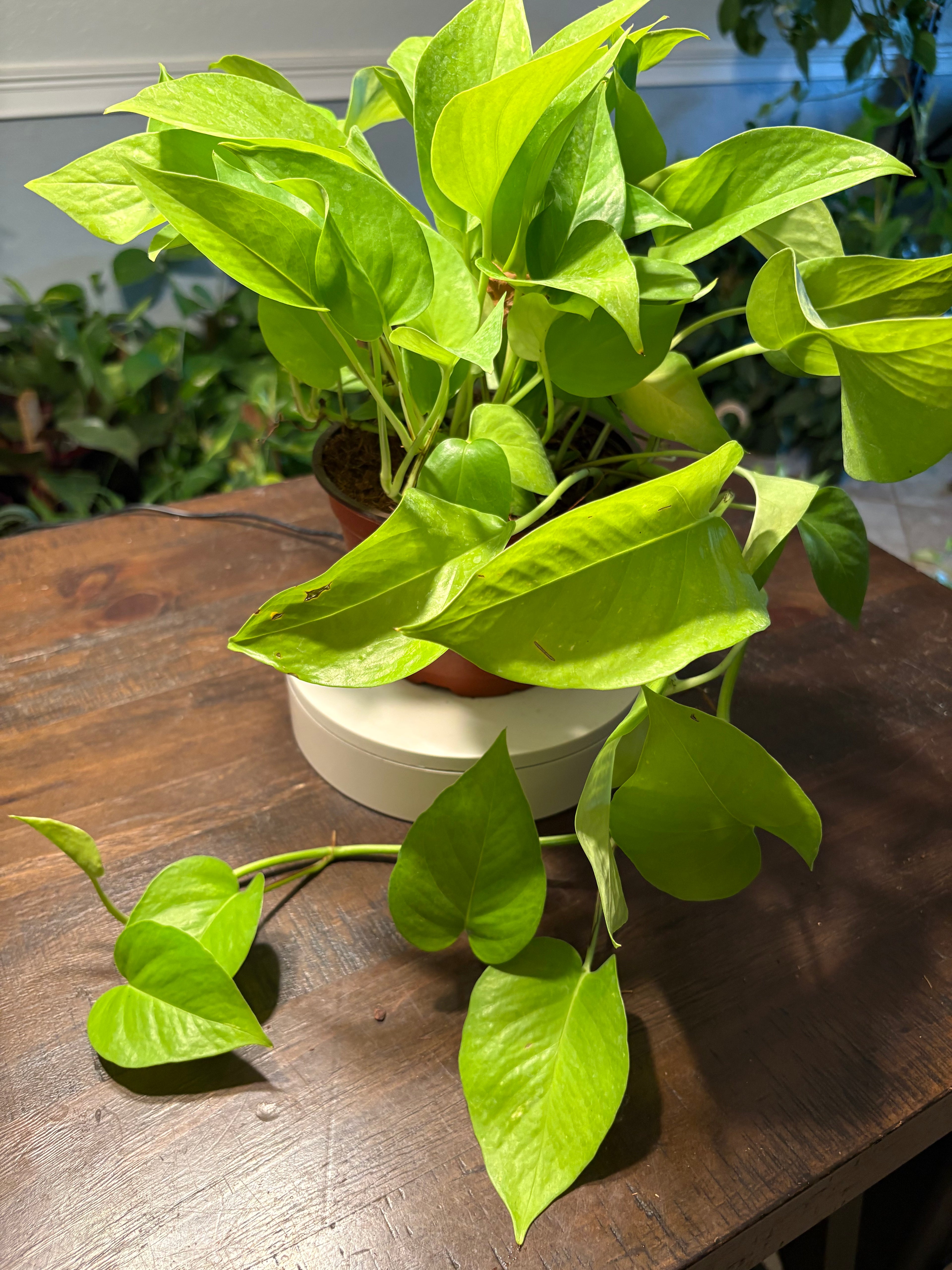 Neon Pothos 6 inch