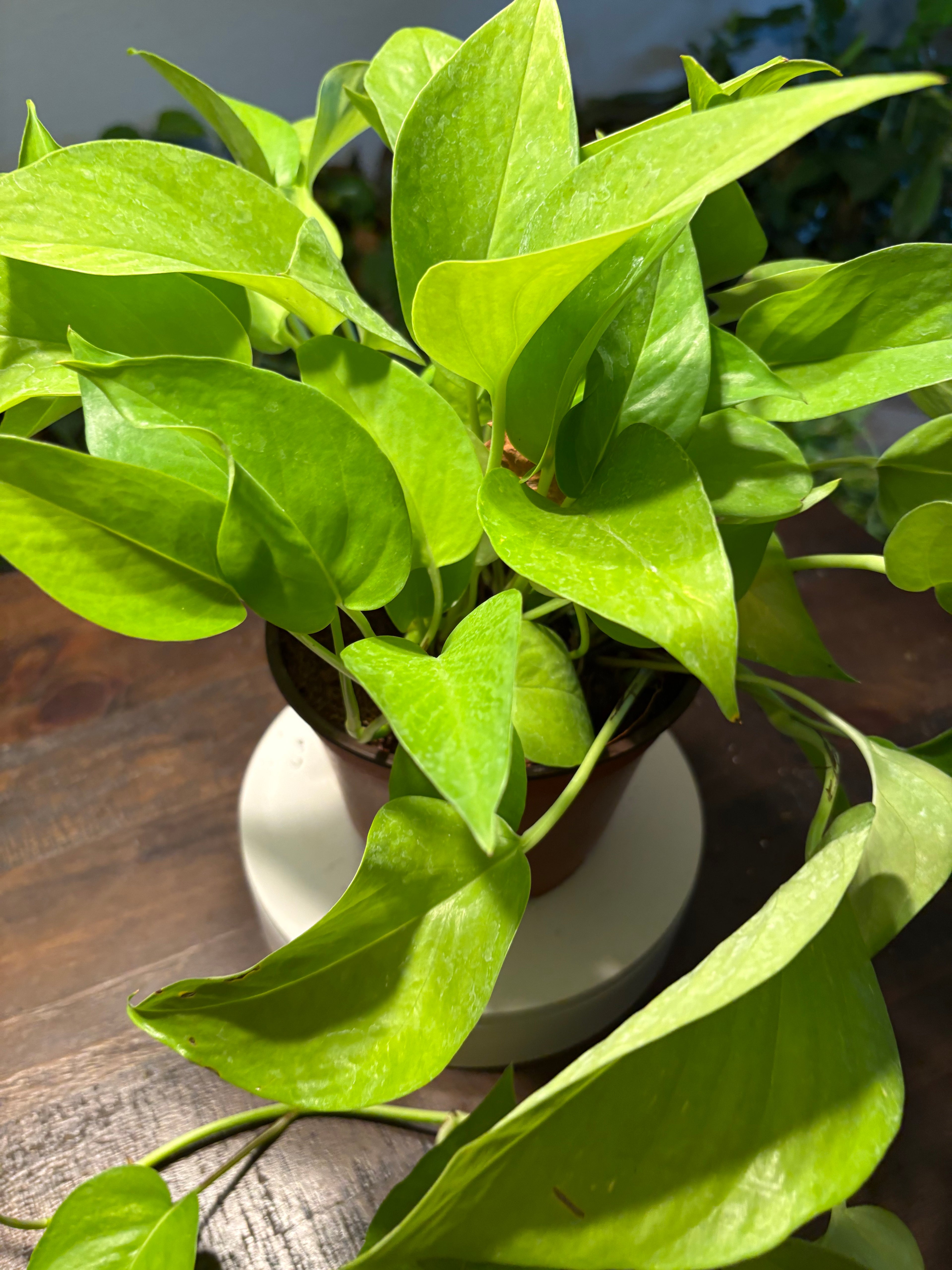 Neon Pothos 6 inch