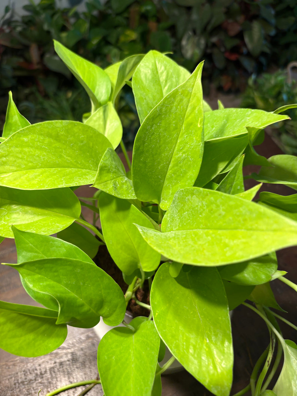 Neon Pothos 6 inch