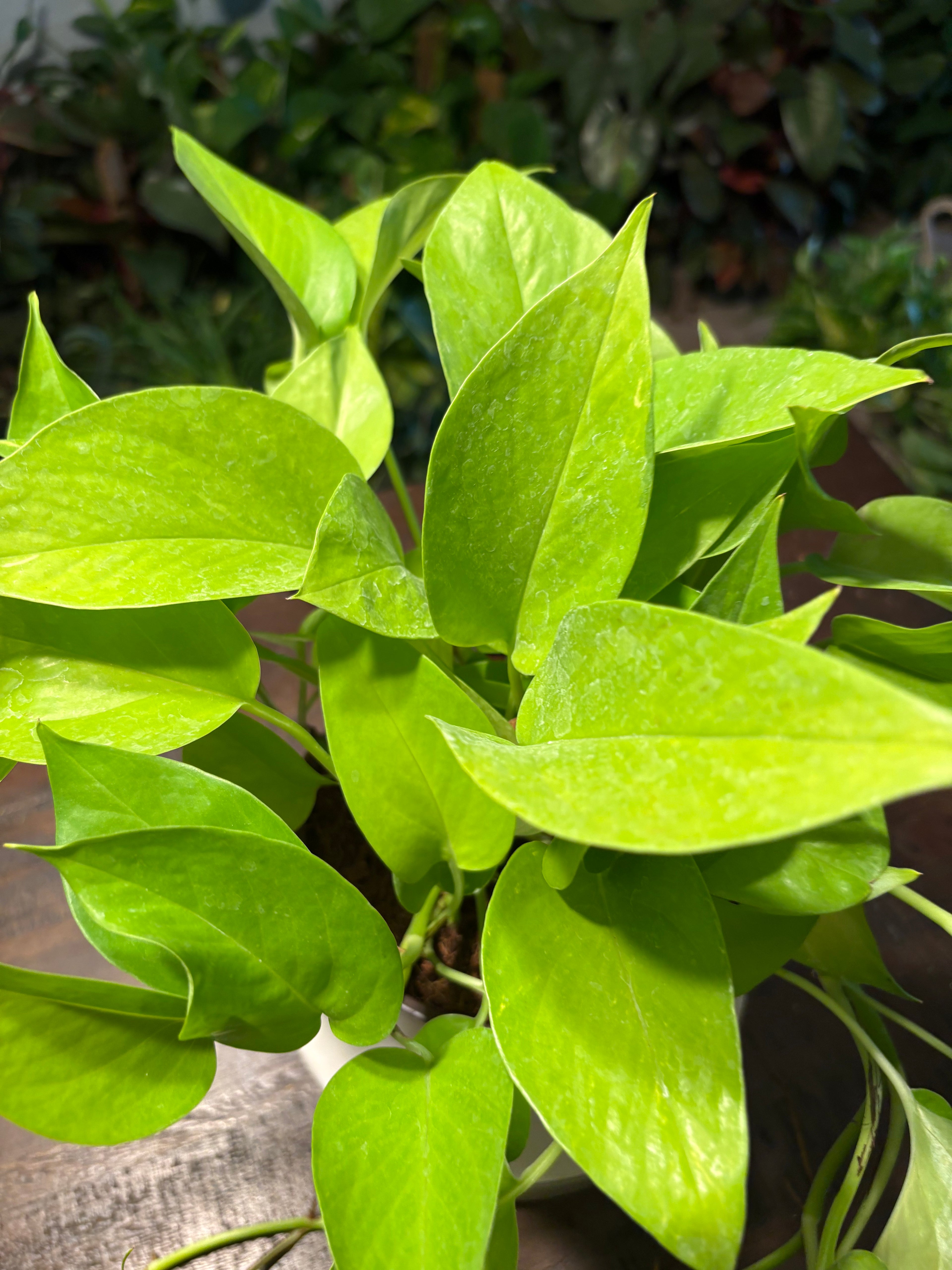 Neon Pothos 6 inch