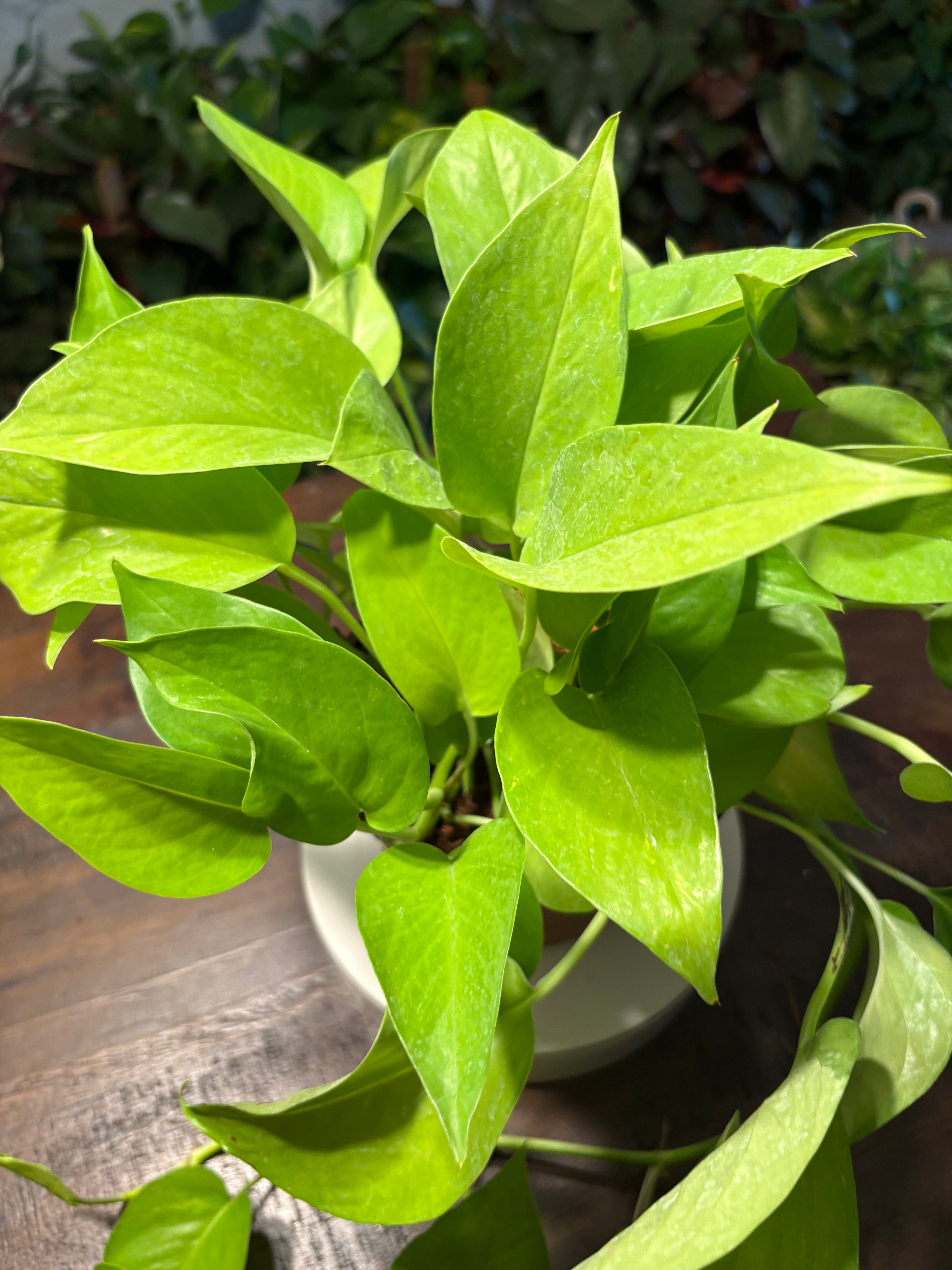Neon Pothos 6 inch