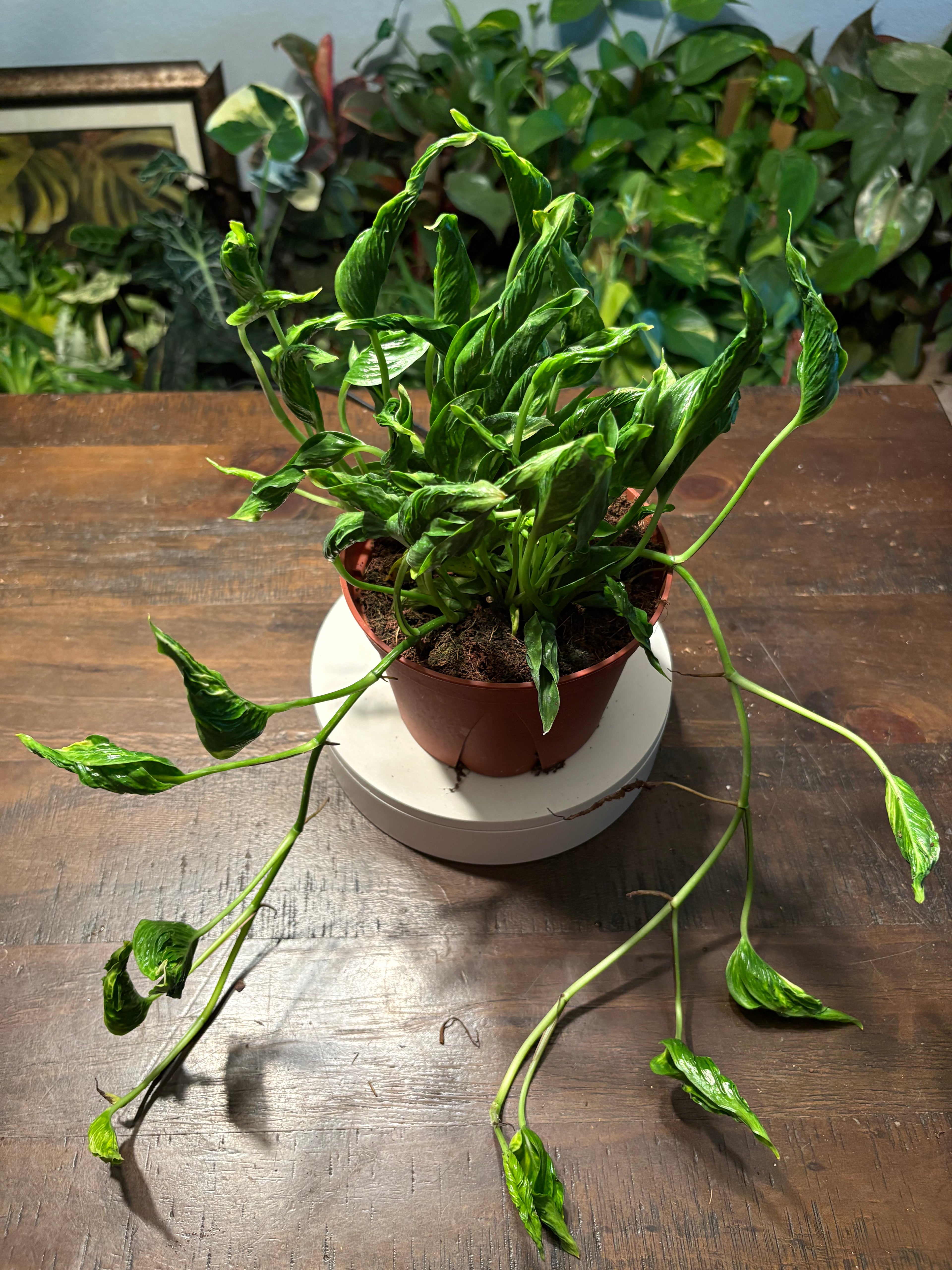 Pothos Shangri La 6 inch pot