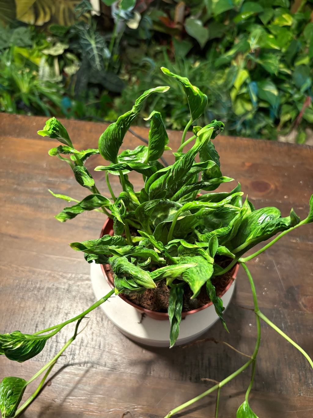 Pothos Shangri La 6 inch pot