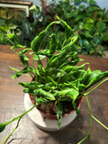 Pothos Shangri La 6 inch pot