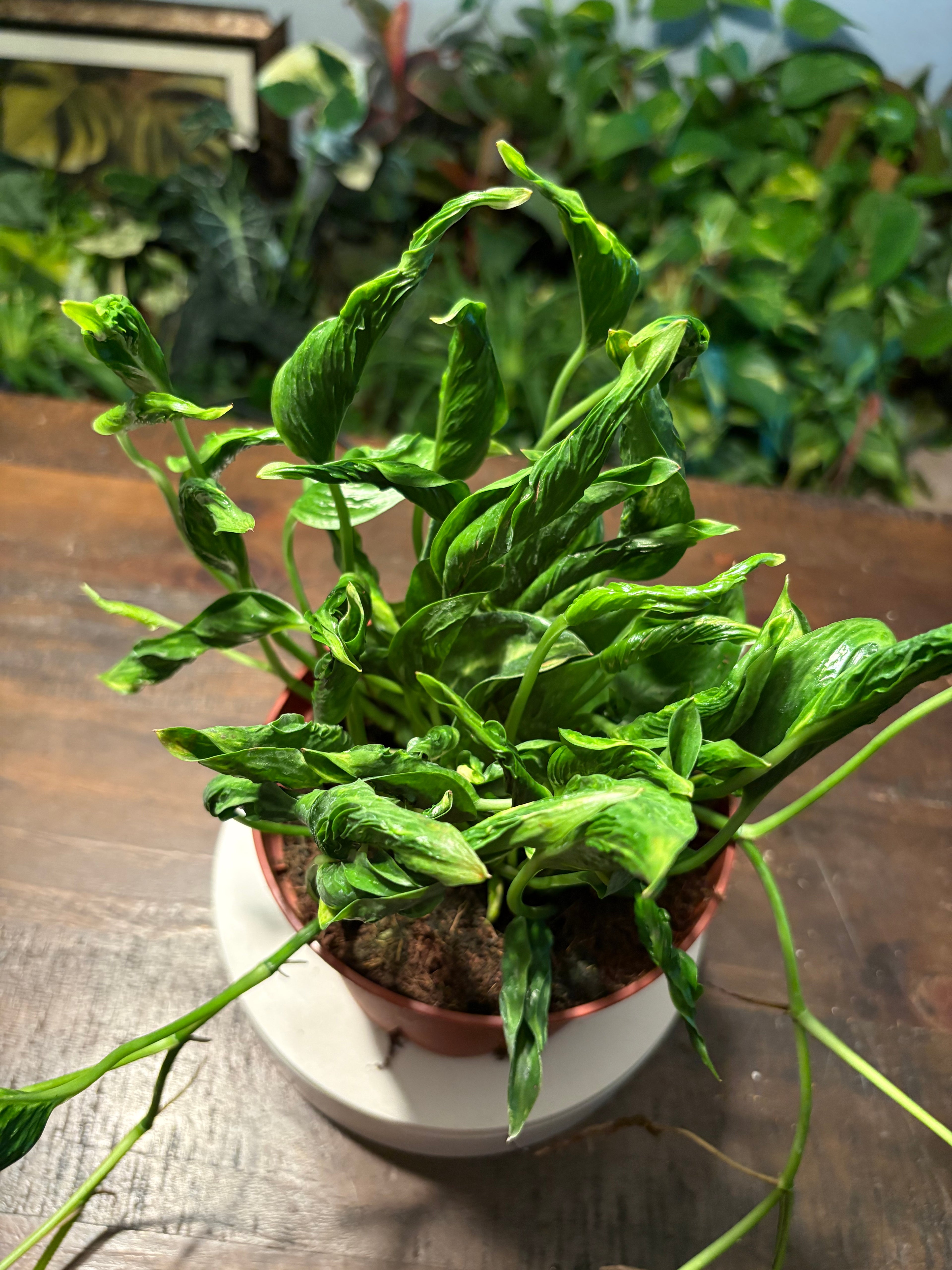 Pothos Shangri La 6 inch pot