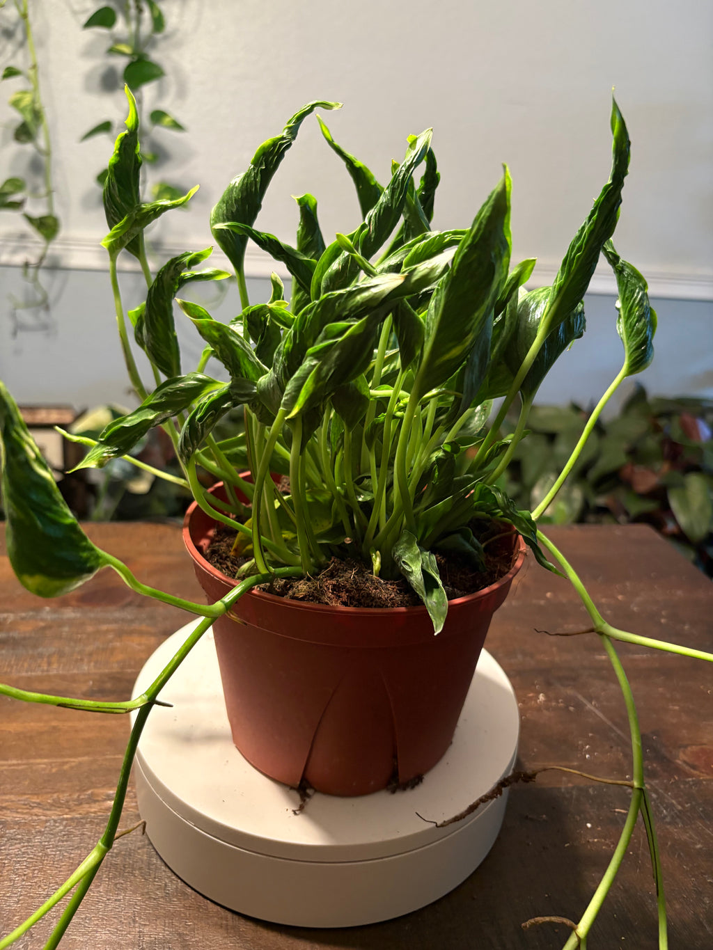 Pothos Shangri La 6 inch pot