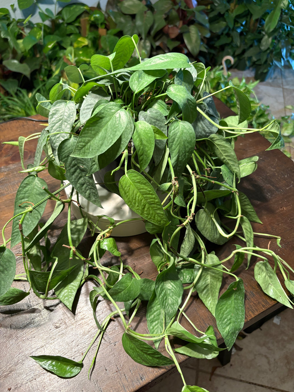 Pothos Cebu Blue 6 inch