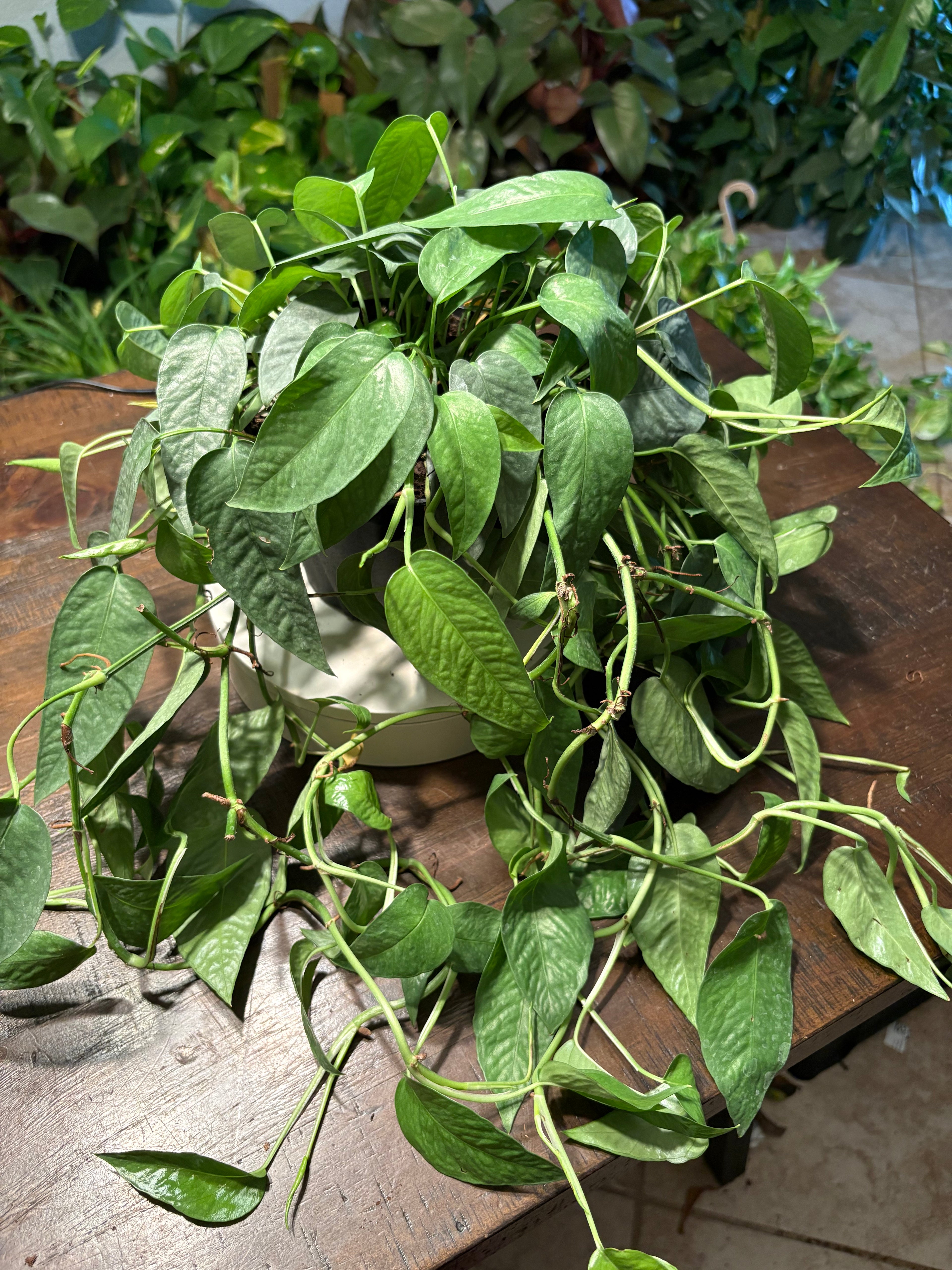 Pothos Cebu Blue 6 inch