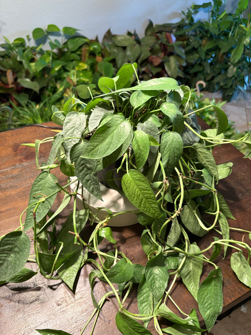Pothos Cebu Blue 6 inch