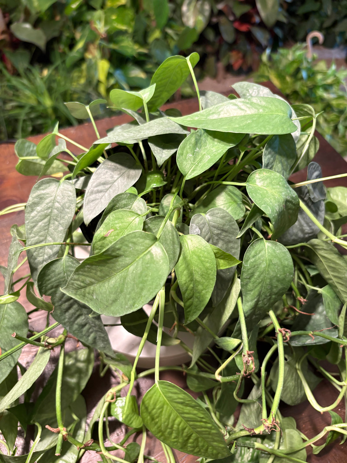 Pothos Cebu Blue 6 inch