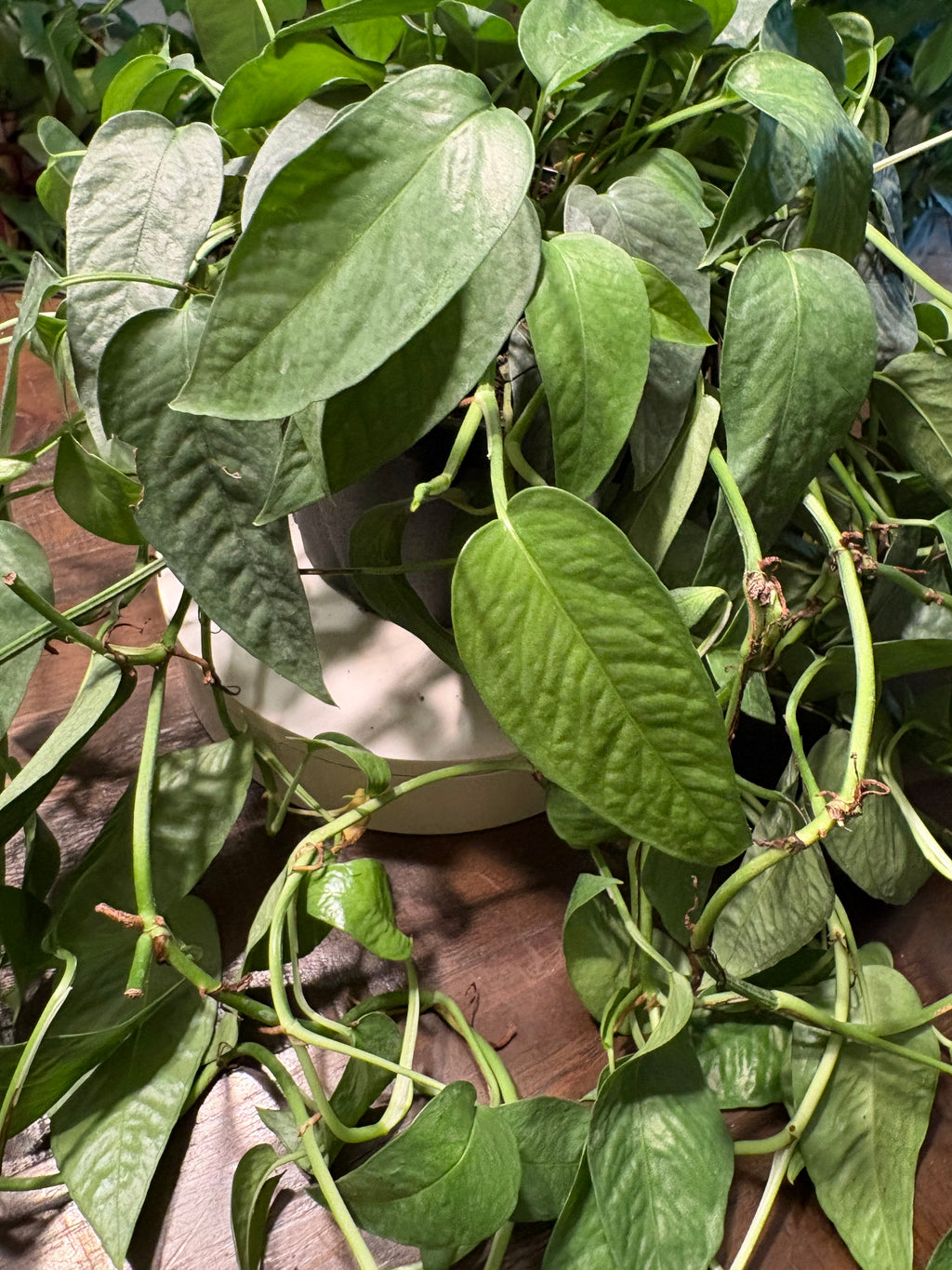 Pothos Cebu Blue 6 inch