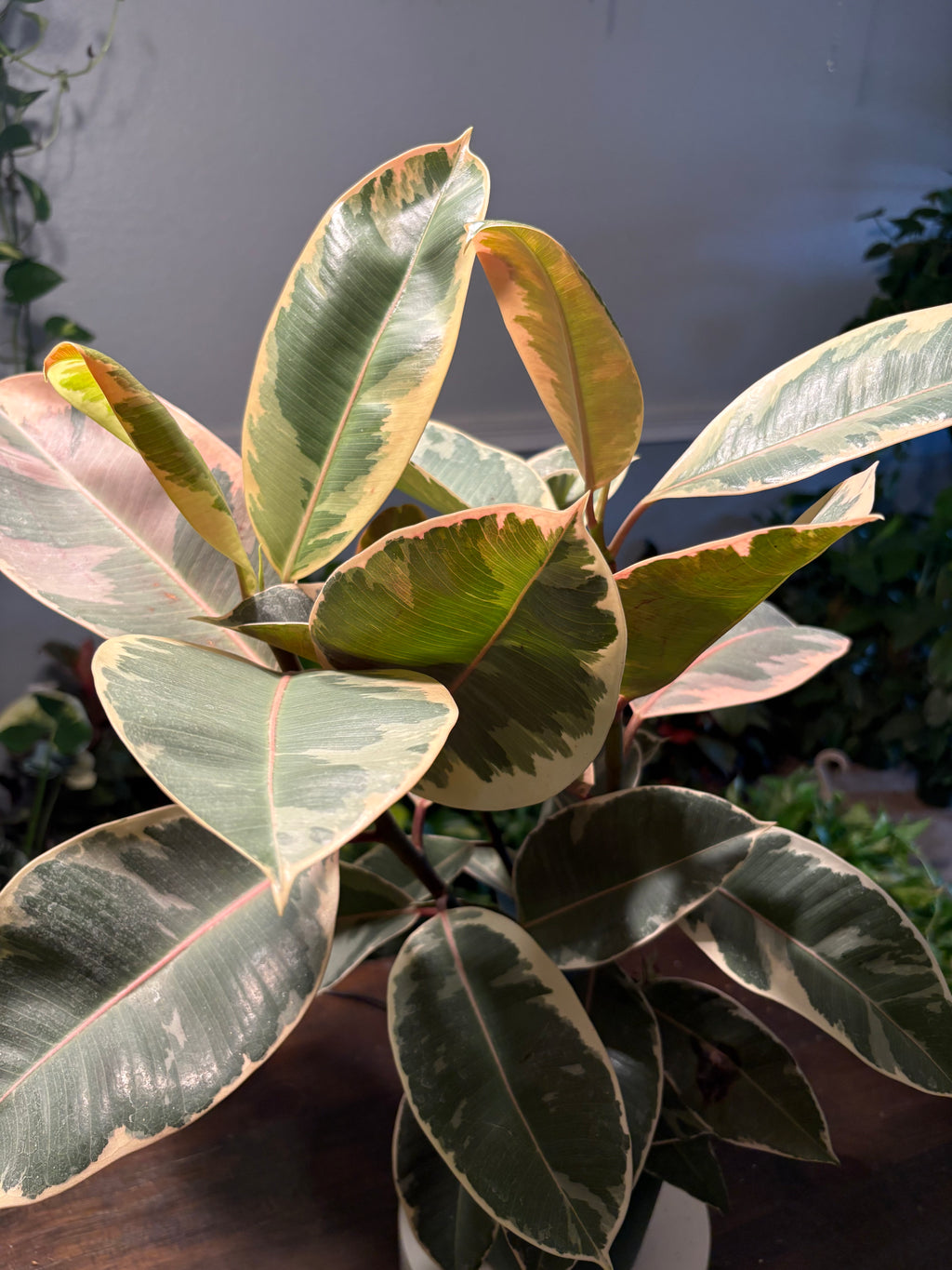 Ficus Elastica Variegated Rubber Plant 6 inch