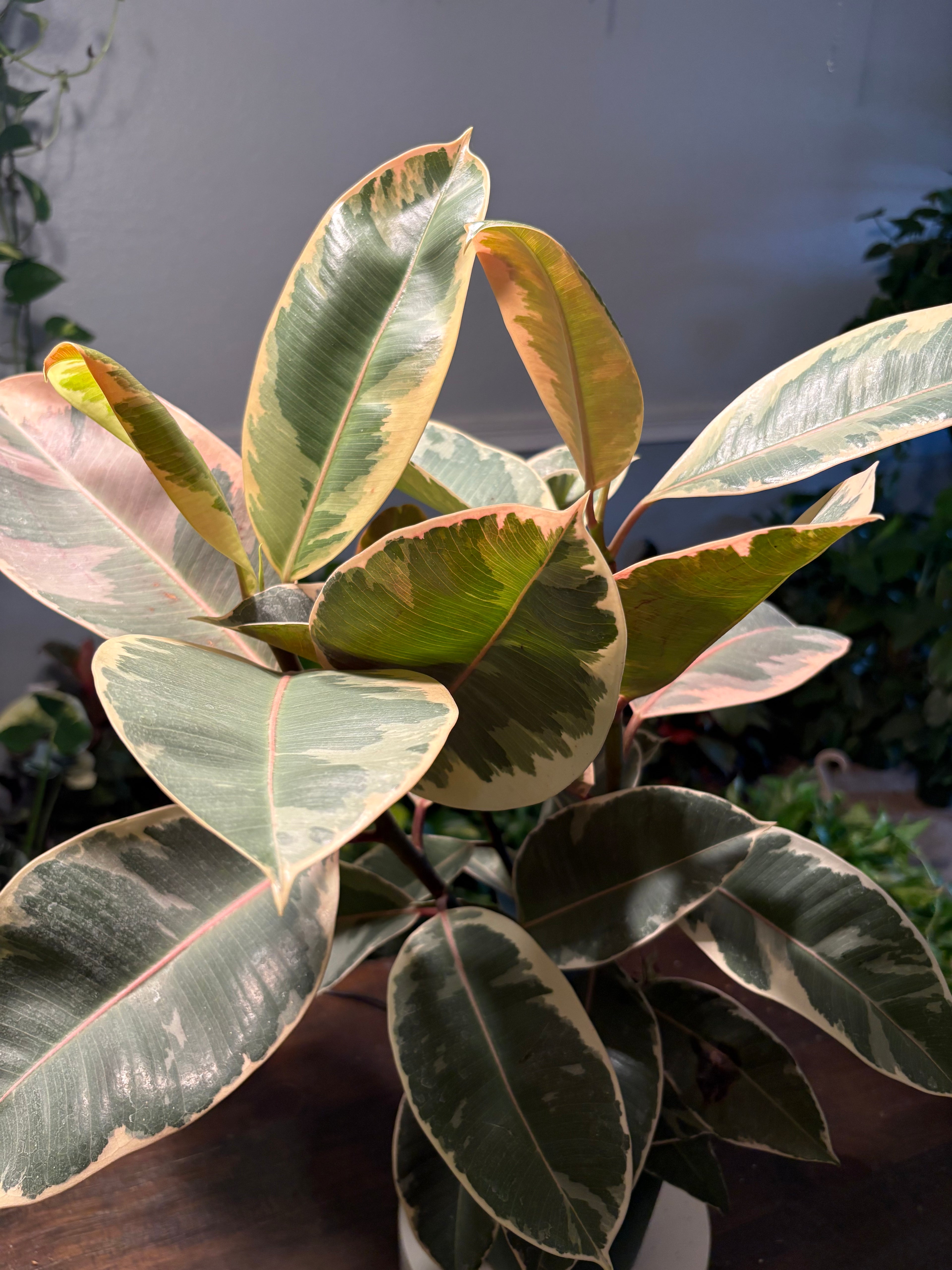 Ficus Elastica Variegated Rubber Plant 6 inch