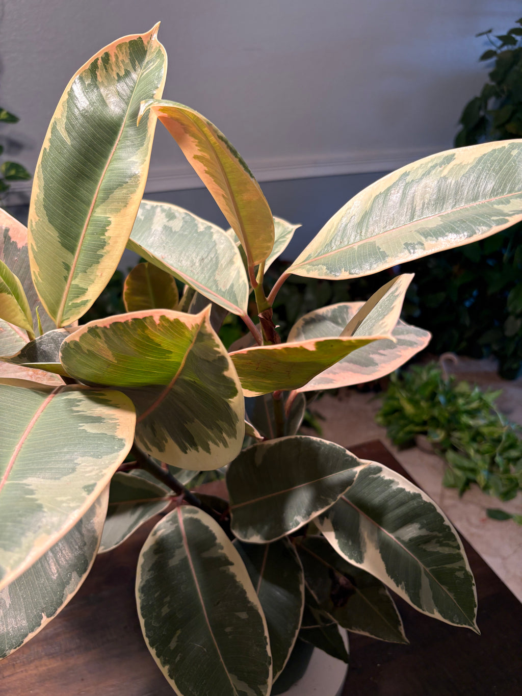 Ficus Elastica Variegated Rubber Plant 6 inch