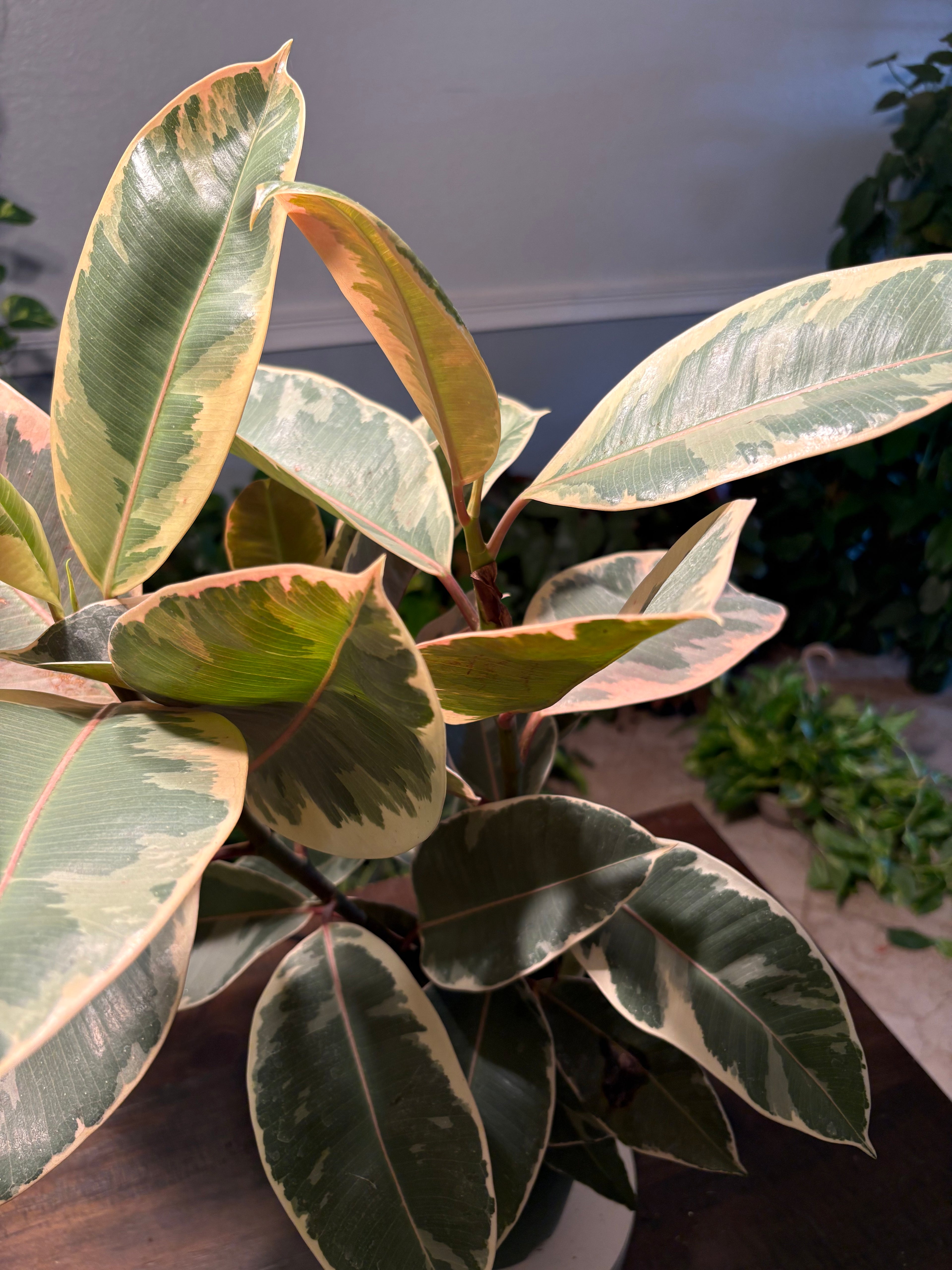 Ficus Elastica Variegated Rubber Plant 6 inch