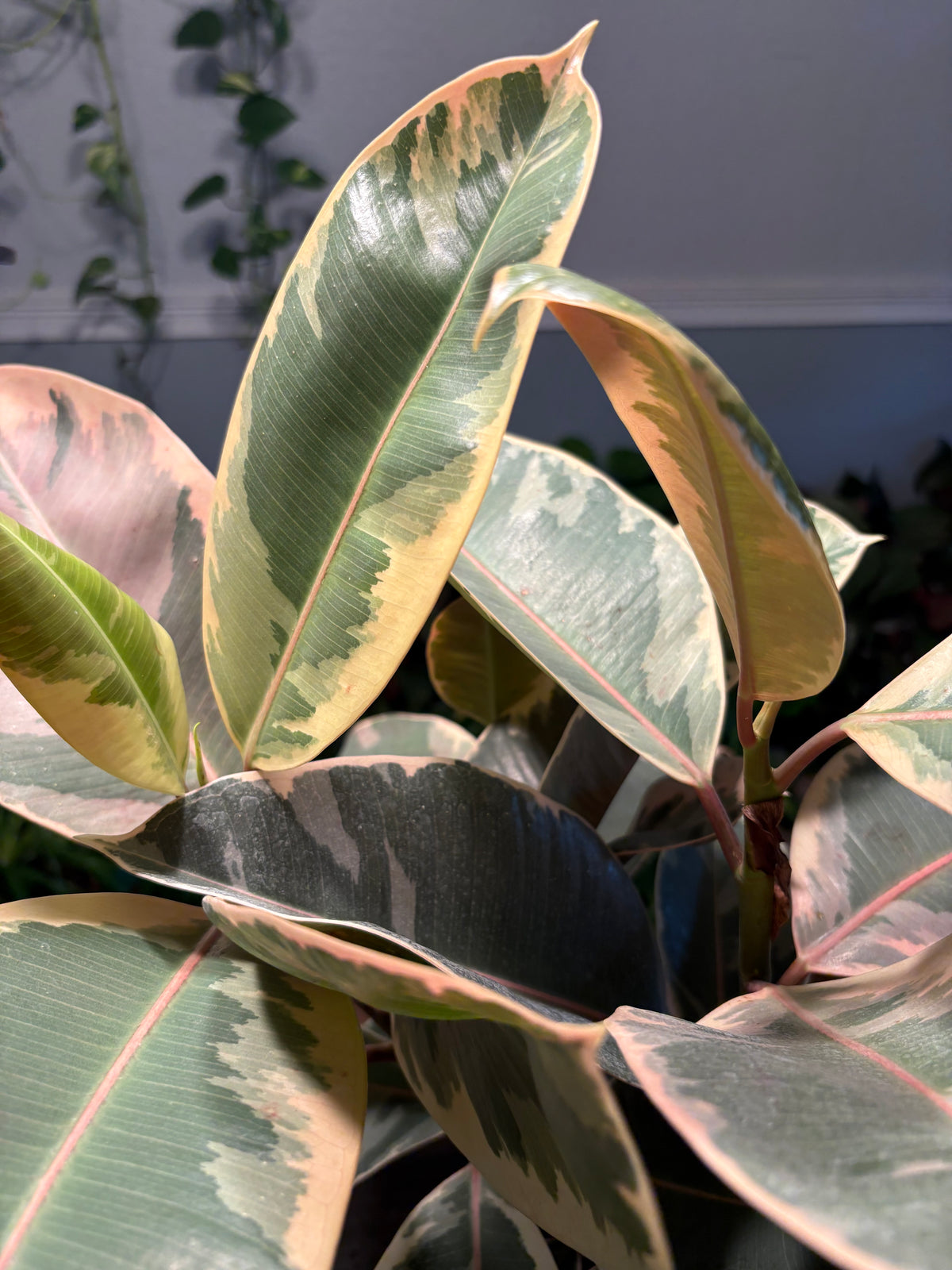 Ficus Elastica Variegated Rubber Plant 6 inch