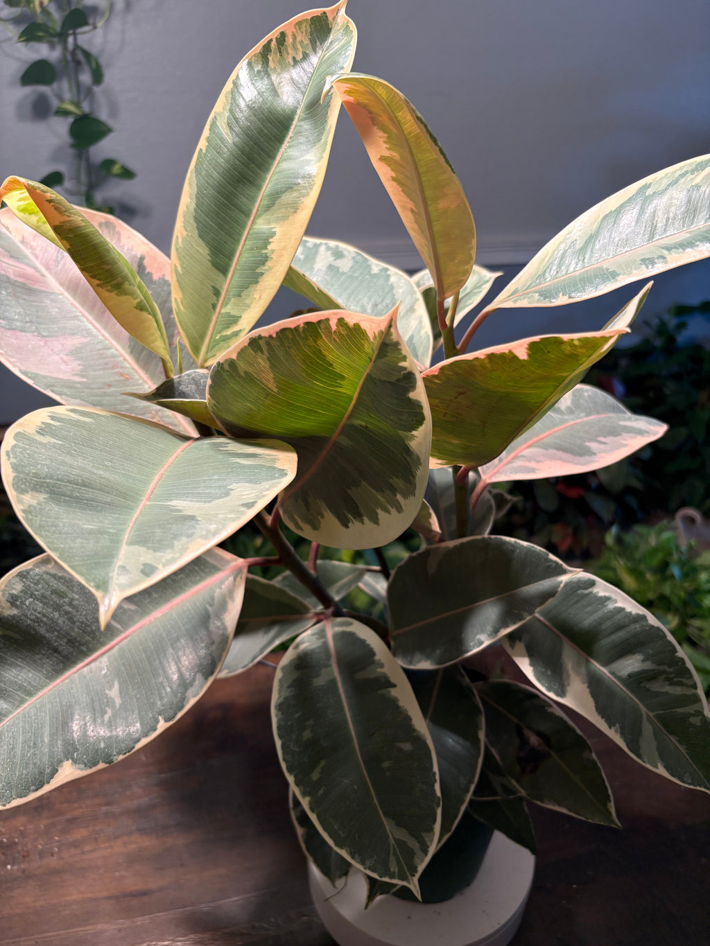 Ficus Elastica Variegated Rubber Plant 6 inch