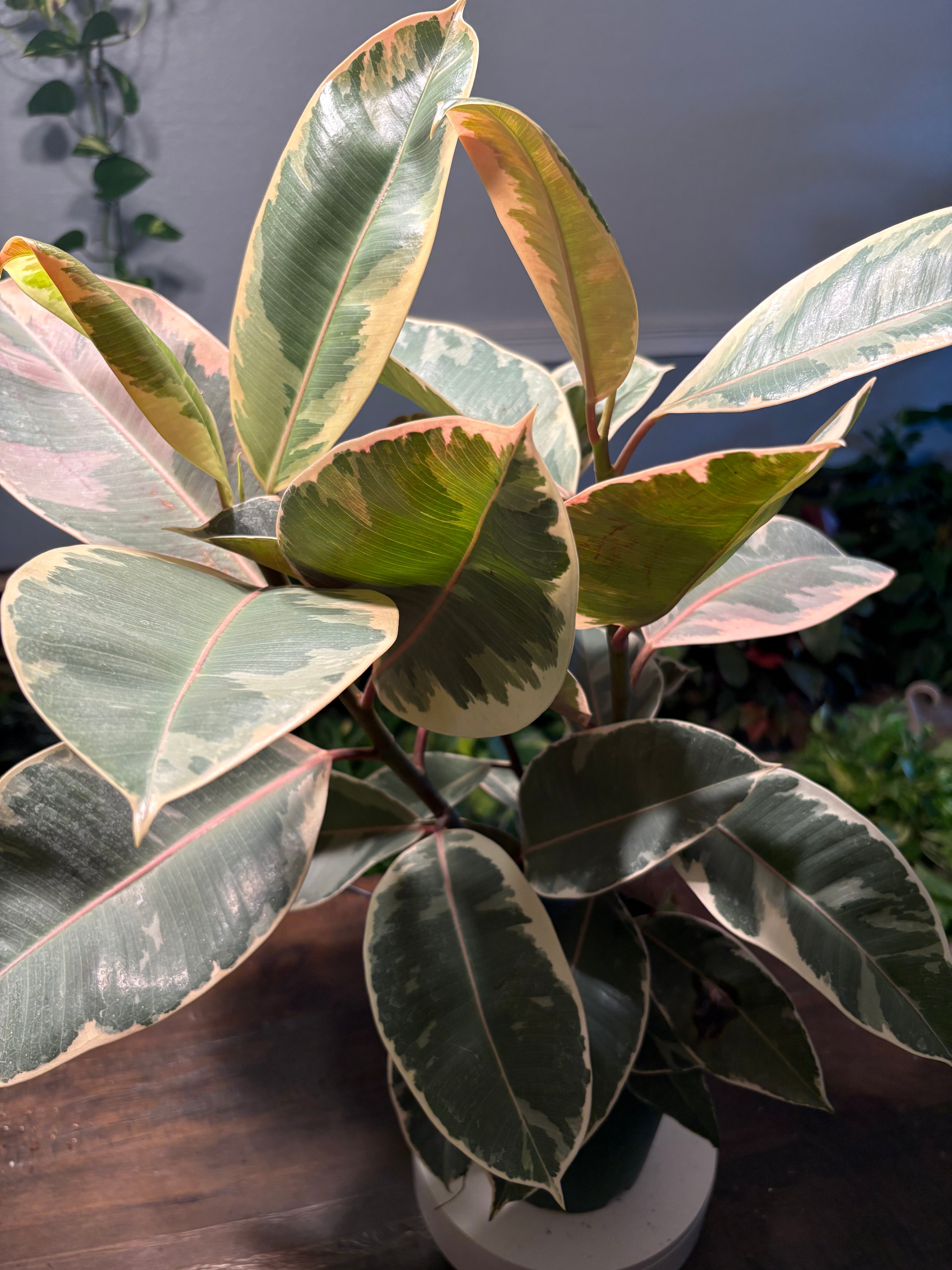 Ficus Elastica Variegated Rubber Plant 6 inch
