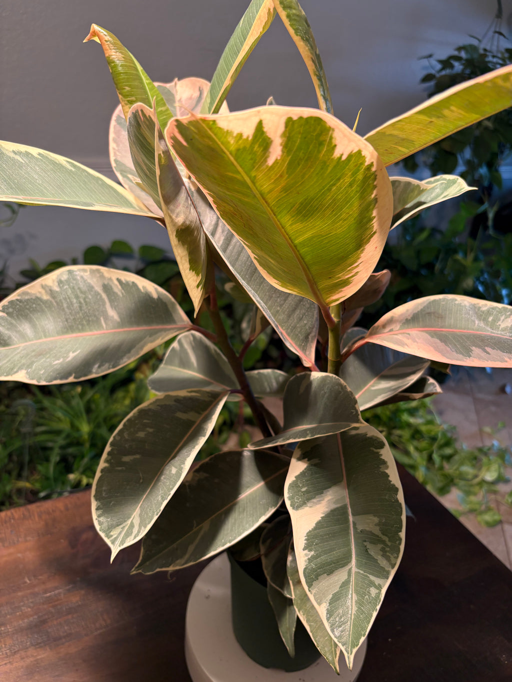 Ficus Elastica Variegated Rubber Plant 6 inch