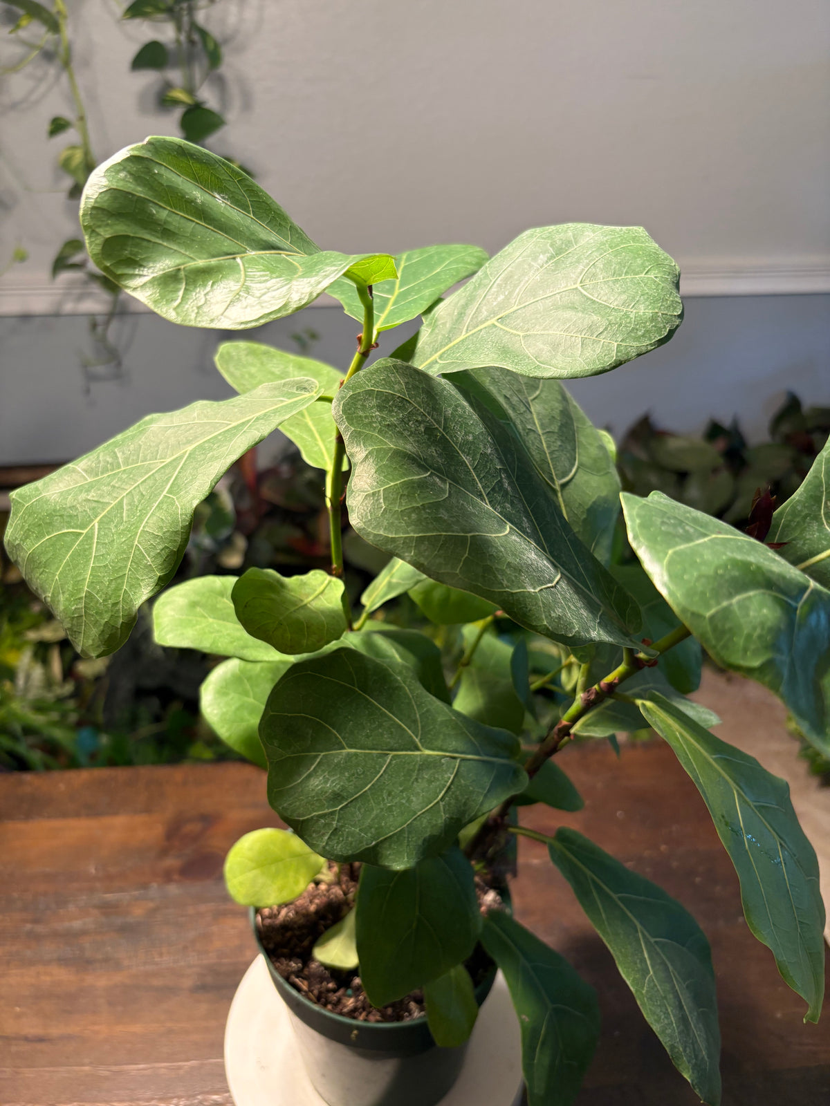 Fiddle Leaf Fig Tree