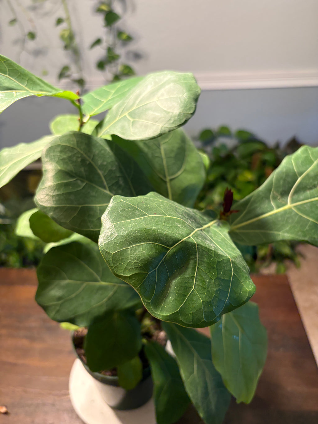 Fiddle Leaf Fig Tree