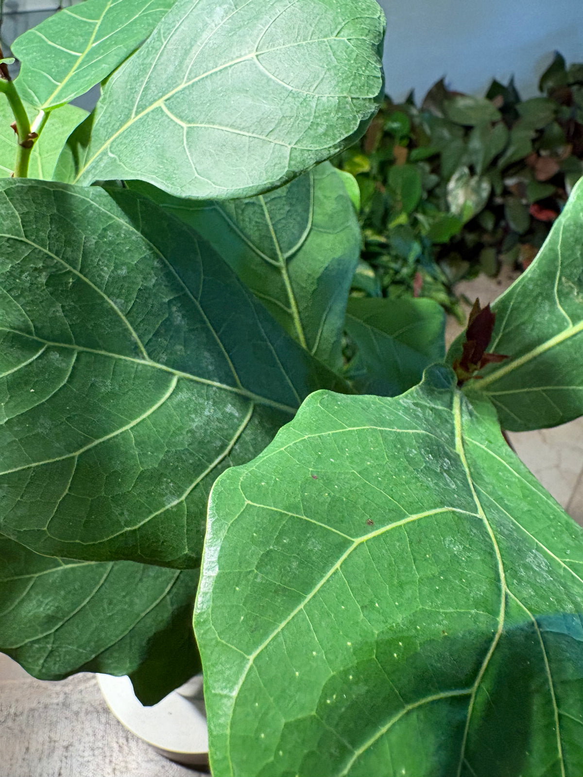 Fiddle Leaf Fig Tree