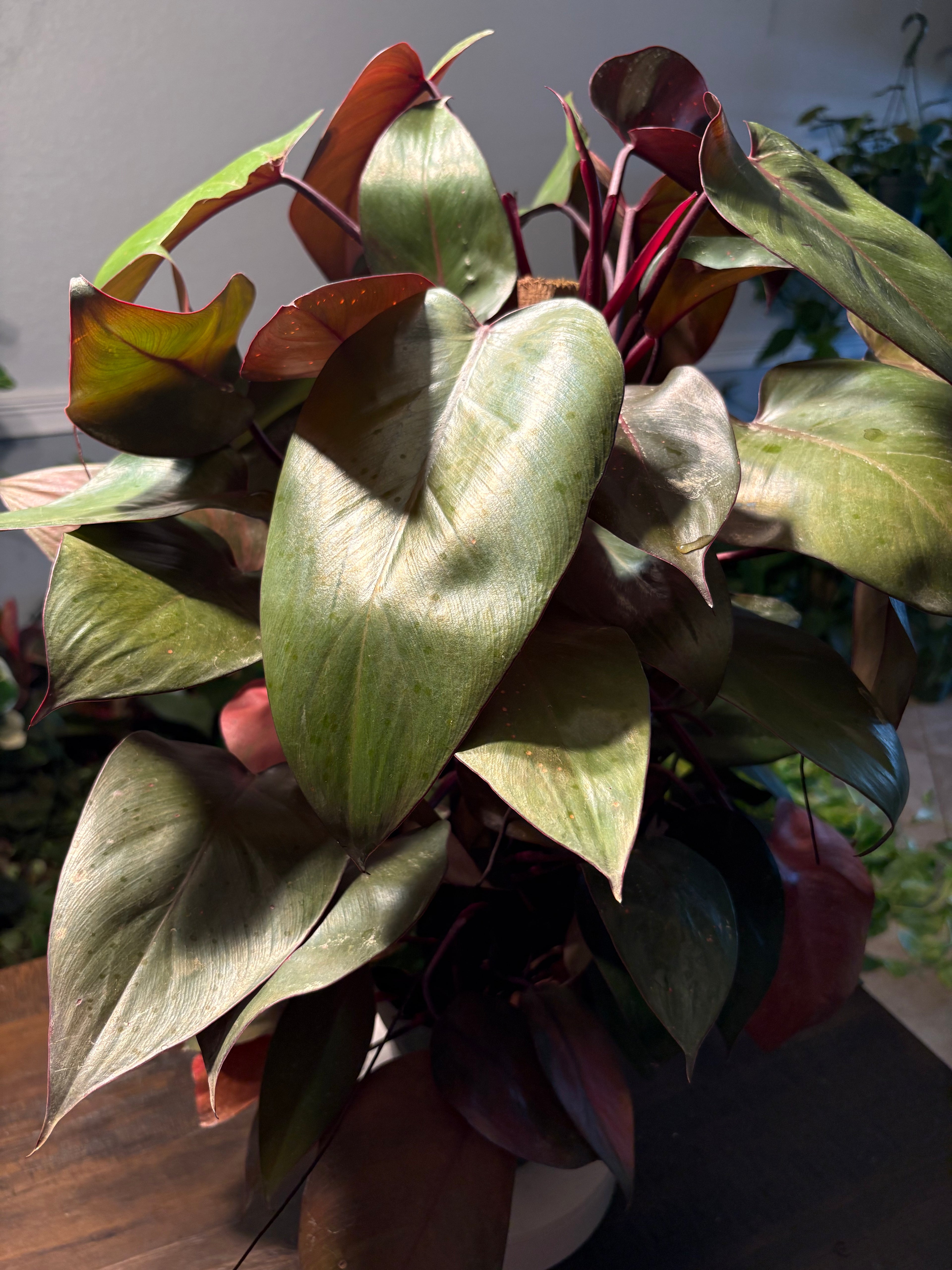 Philodendron Red Sun 6 inch pot