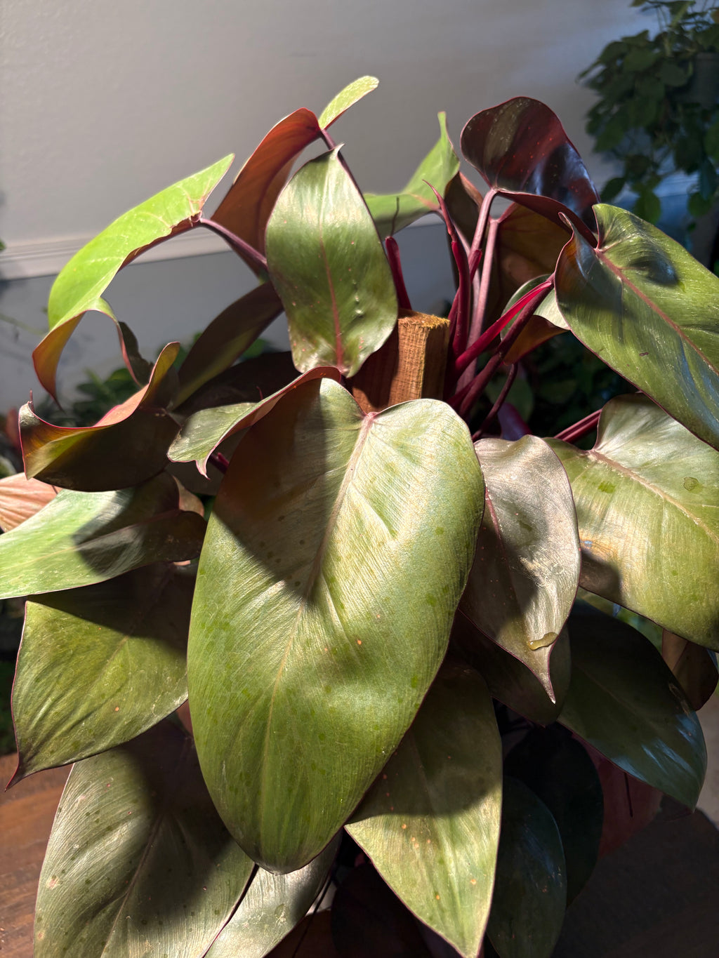 Philodendron Red Sun 6 inch pot
