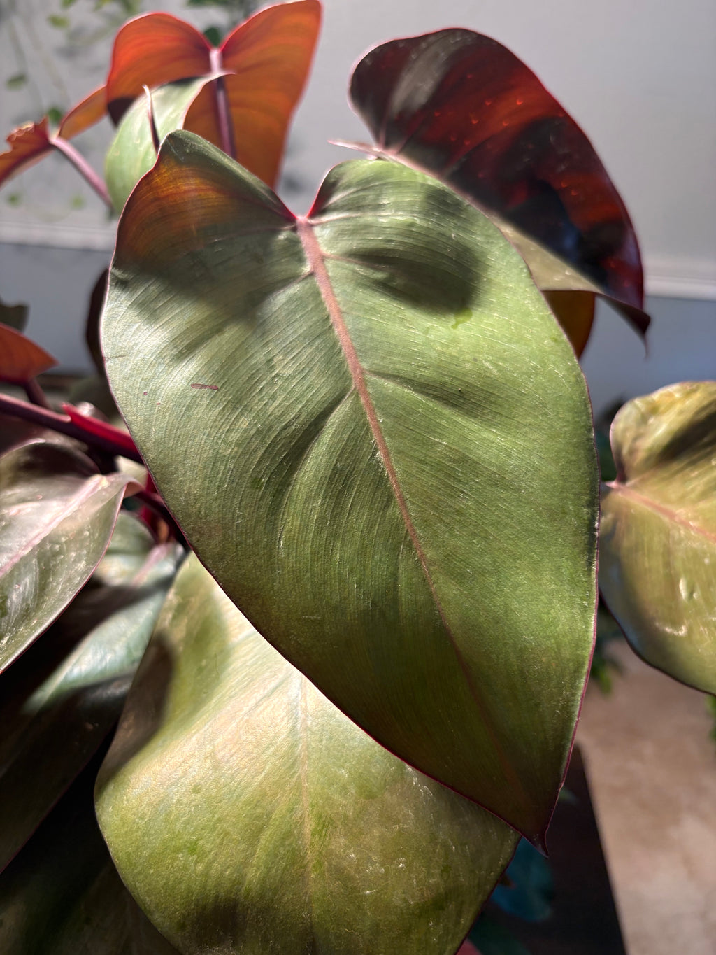 Philodendron Red Sun 6 inch pot