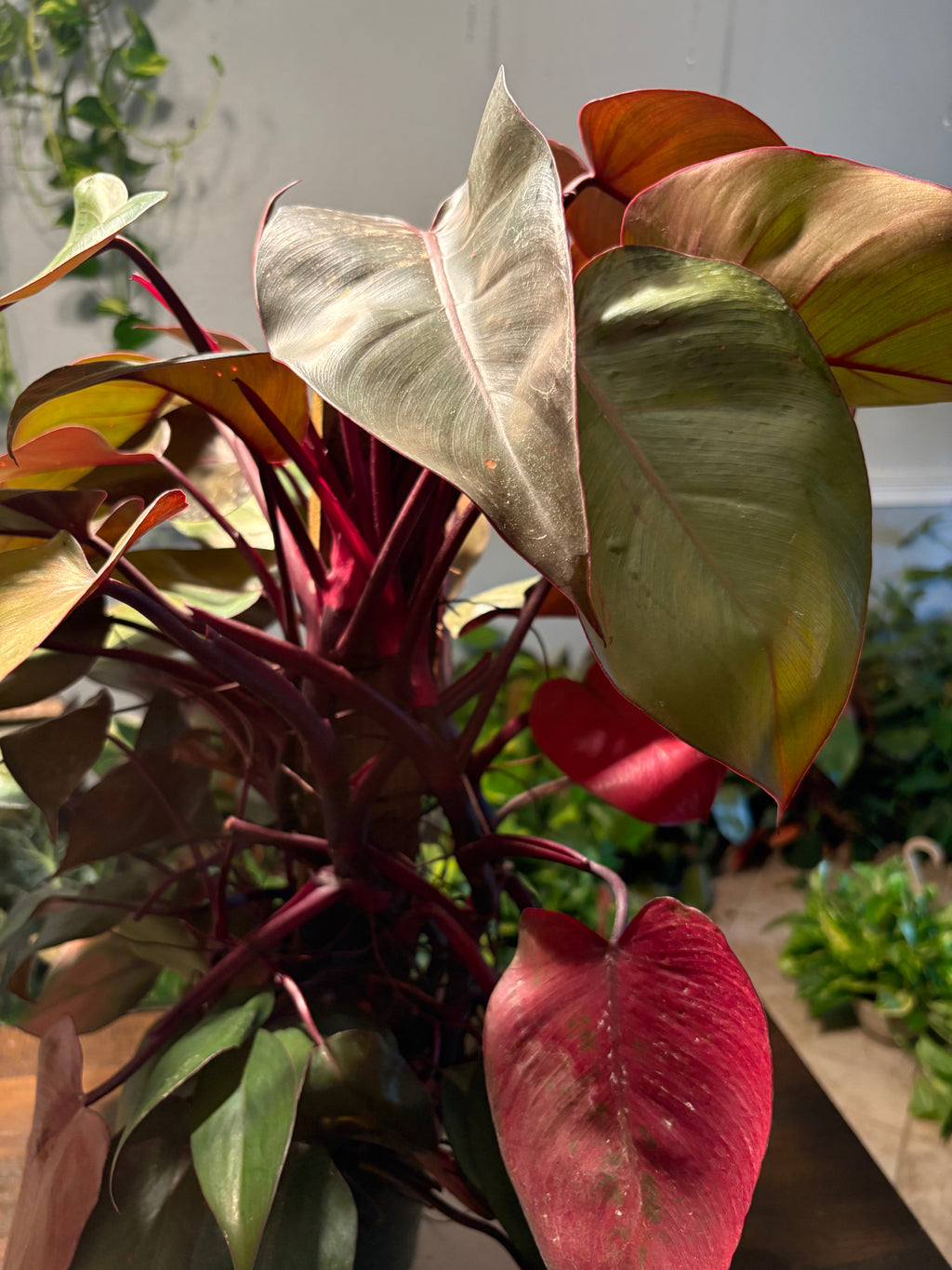 Philodendron Red Sun 6 inch pot